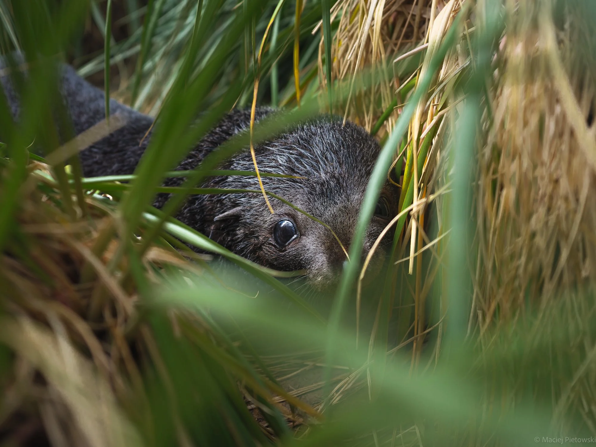 A close-up of a black animal with a glossy eye and dark fur, partially hidden among tall grass and dried plants in a natural outdoor setting.