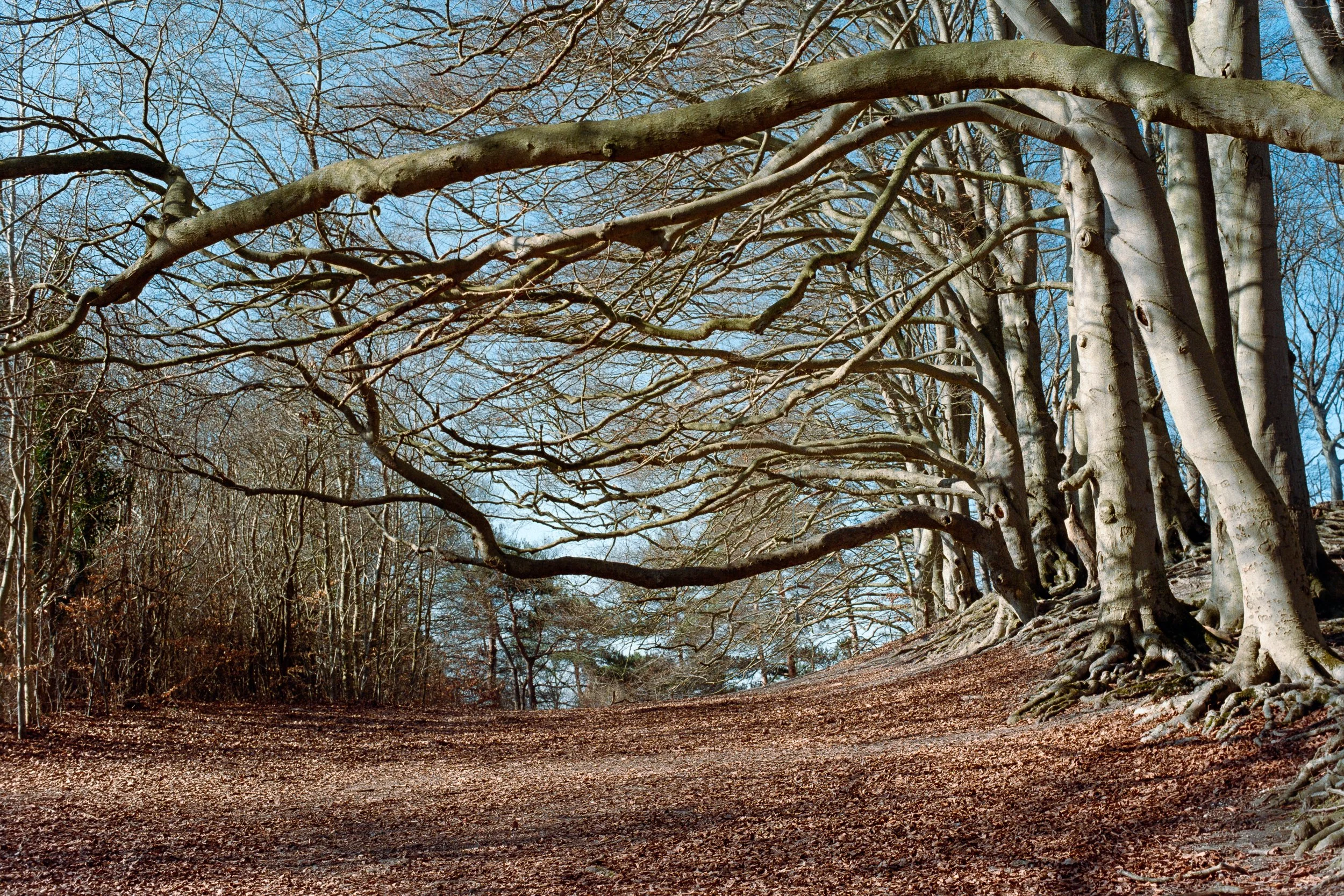 Sharpenhoe Clappers, UK, Spring 2026