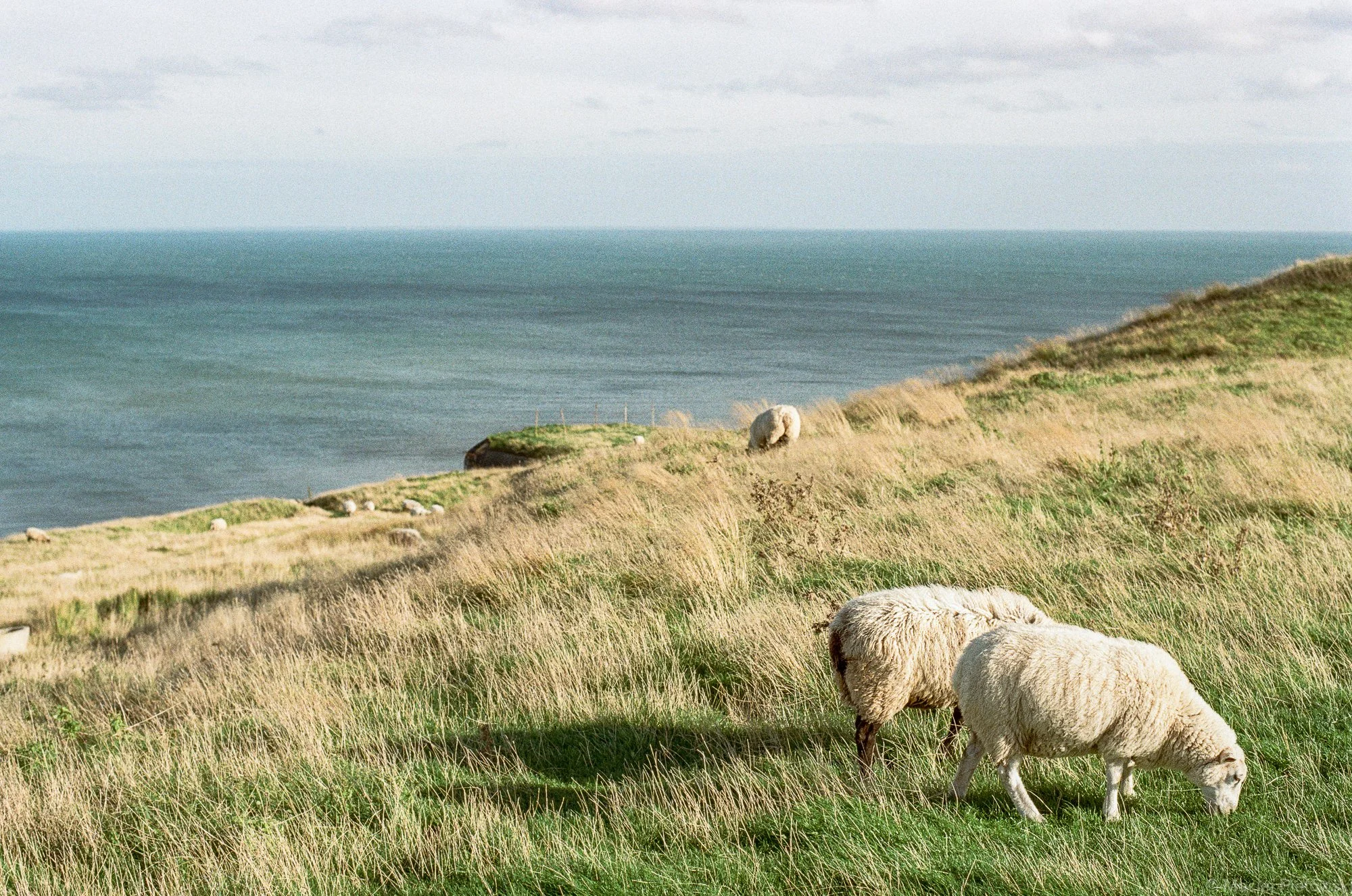 Sheep grazing on a grassy hillside near the ocean with cloudy skies overhead.
