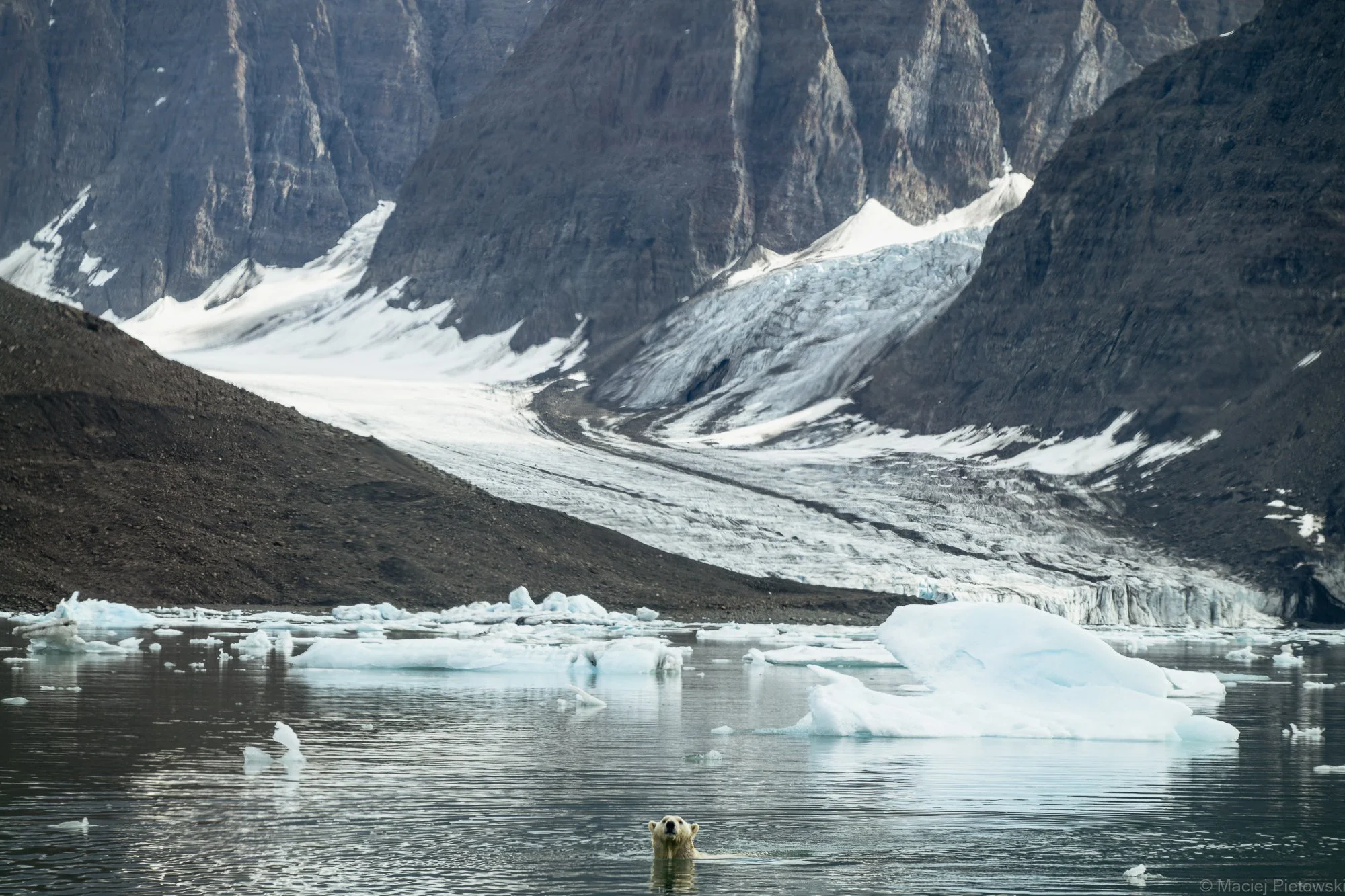 A polar bear standing in icy water with floating ice chunks, mountains and glaciers in the background.