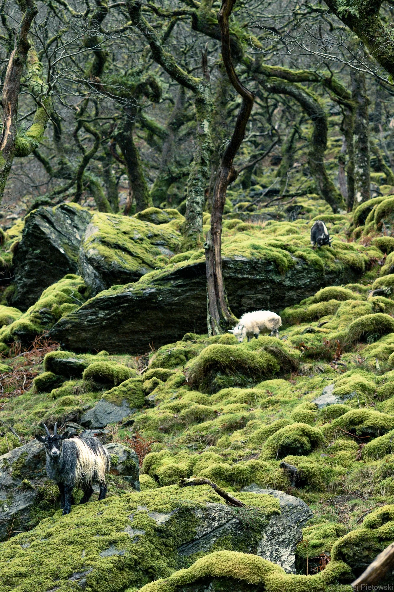 Near Llyn Dinas, Spring 2024