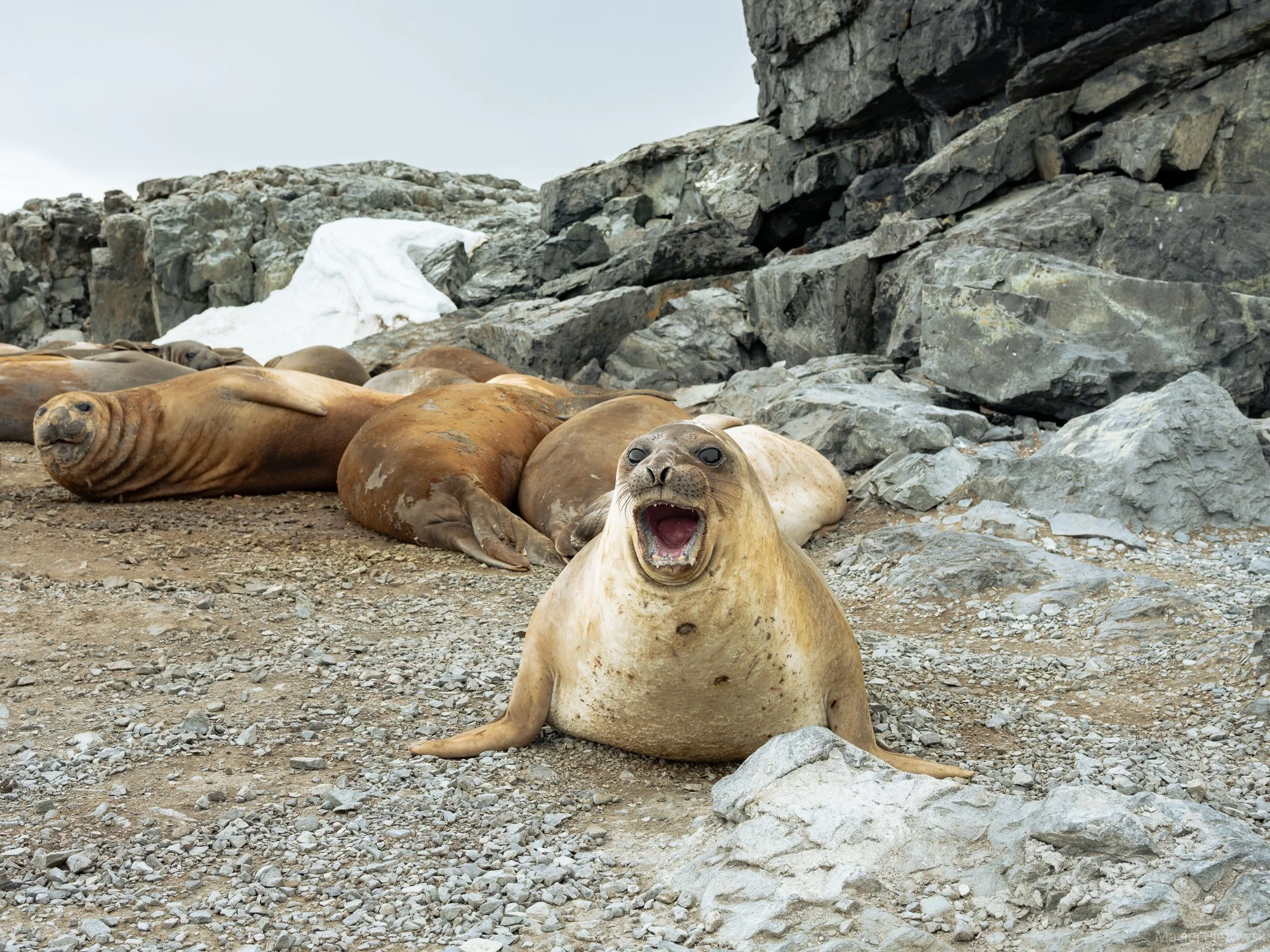 A group of seals resting on a rocky beach with a rugged cliff in the background, some seals are lying down while one seal in the foreground appears to be vocalizing with its mouth open.