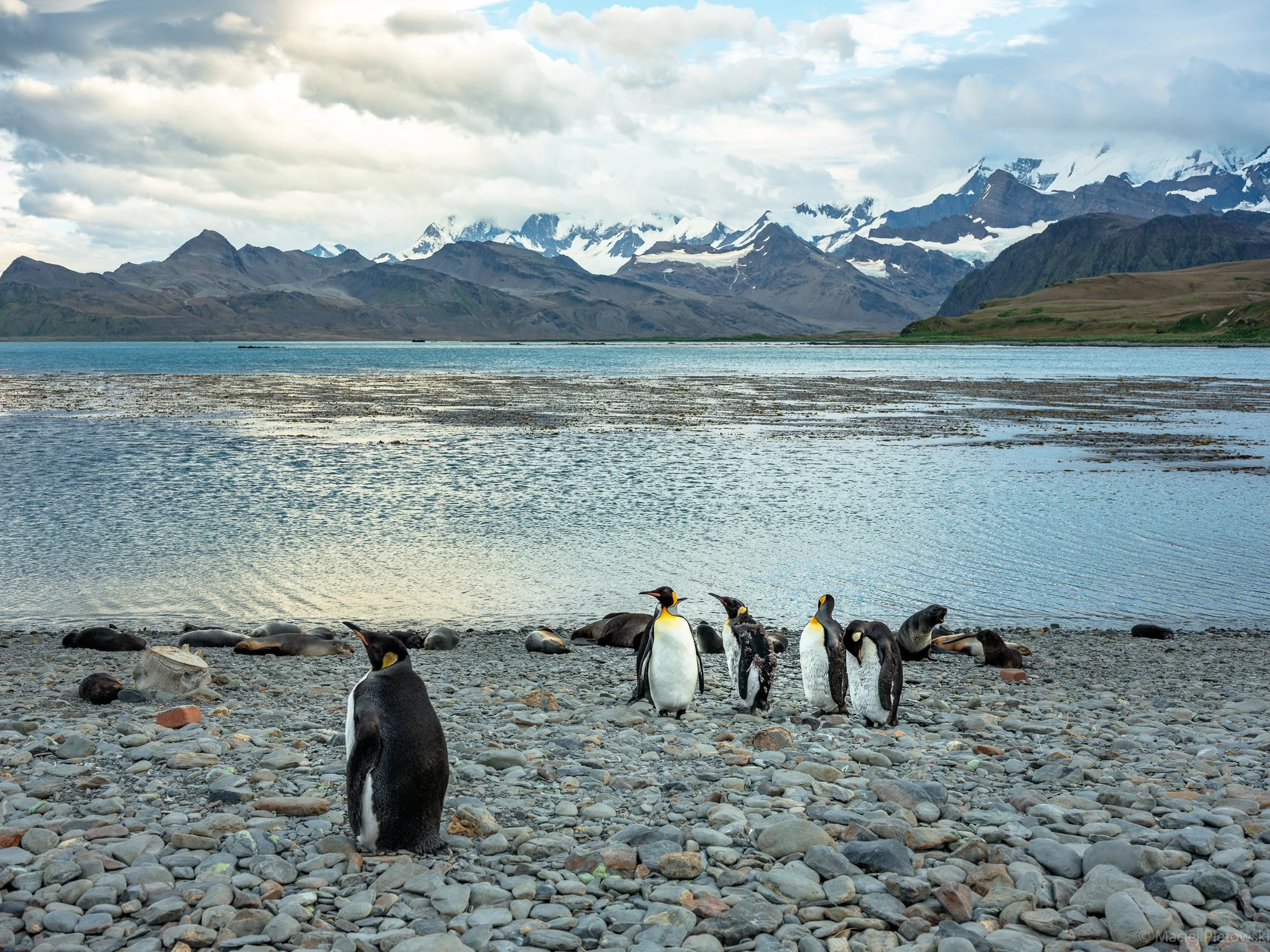 A beach scene with a group of penguins on a rocky shore, with a body of water behind them and tall, snow-capped mountains in the background under a partly cloudy sky.