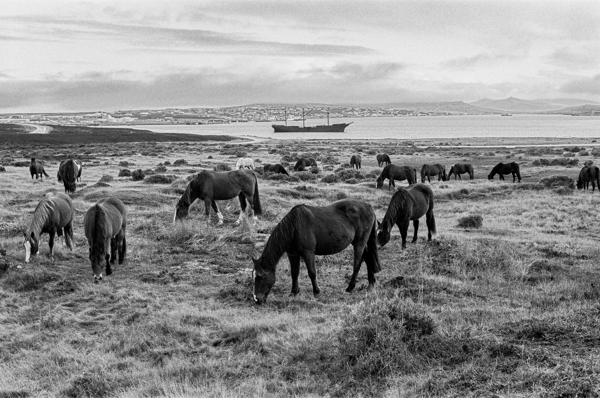 A landscape with horses grazing on grass in the foreground, a body of water with a ship in the middle, and a distant town with hills in the background, all in black and white.