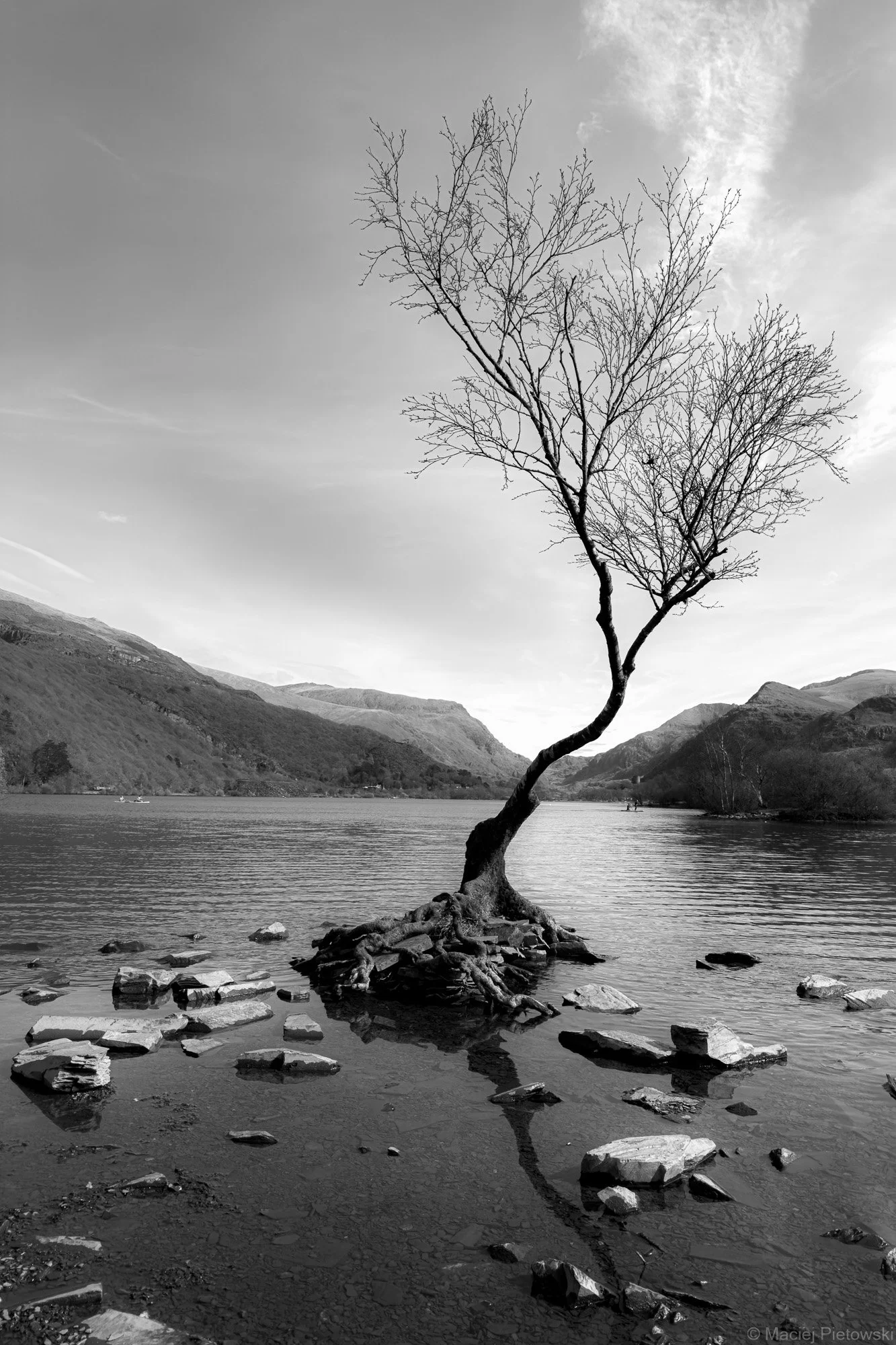 The Lonely Tree at Llanberis, Spring 2023