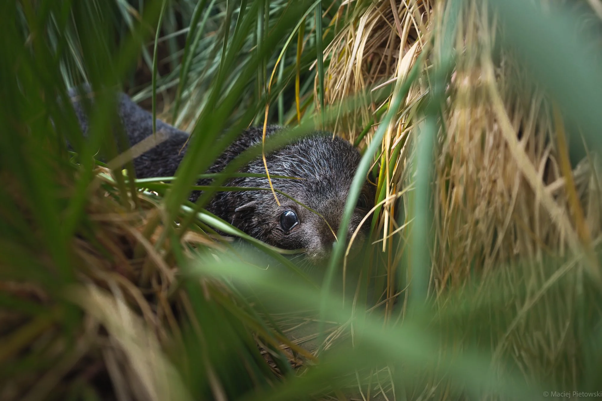 A close-up of a mole partially hidden among green grass and dried yellow grass.