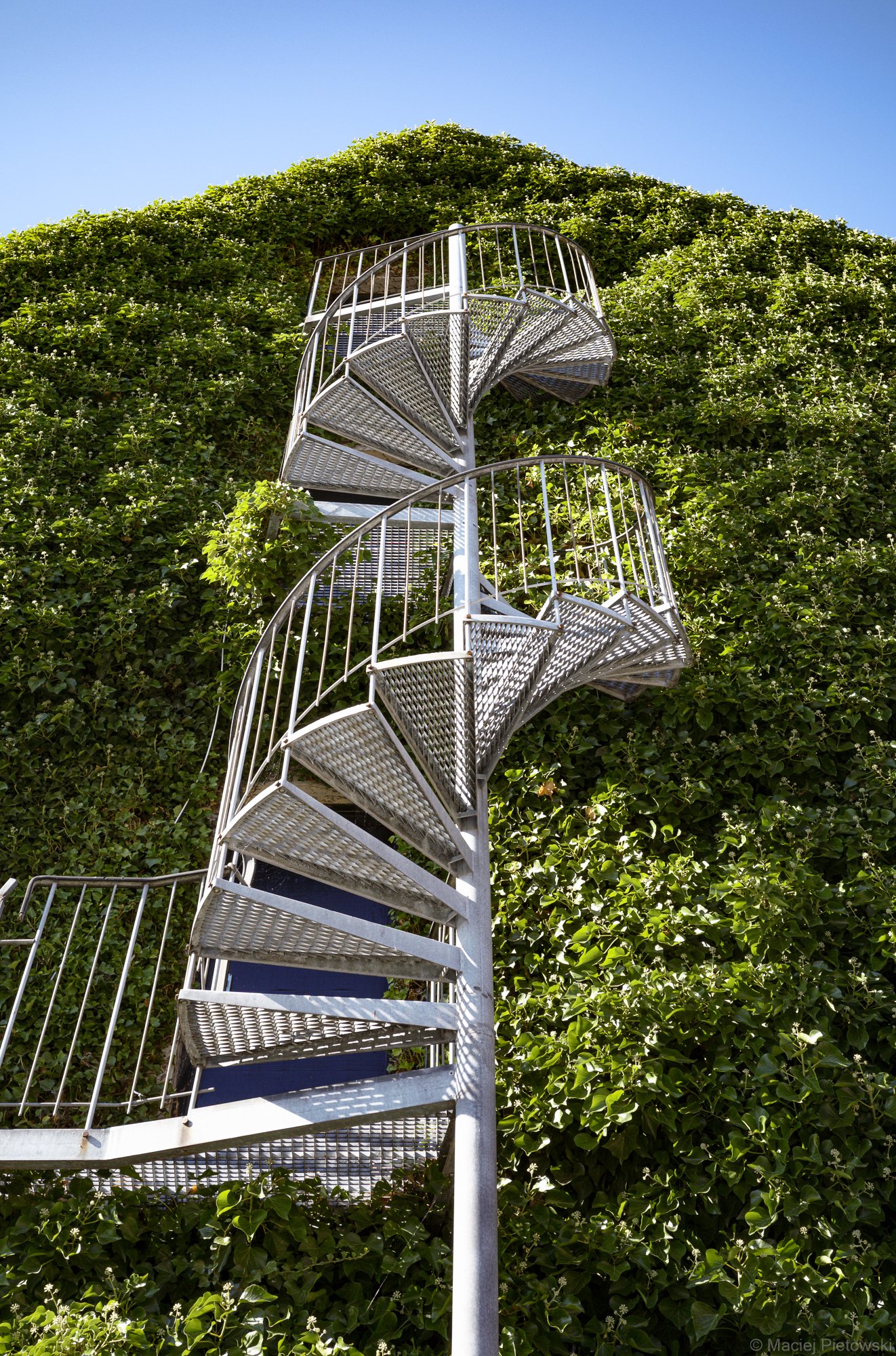 Metal spiral staircase ascending along a green, leafy hedge under a clear blue sky.