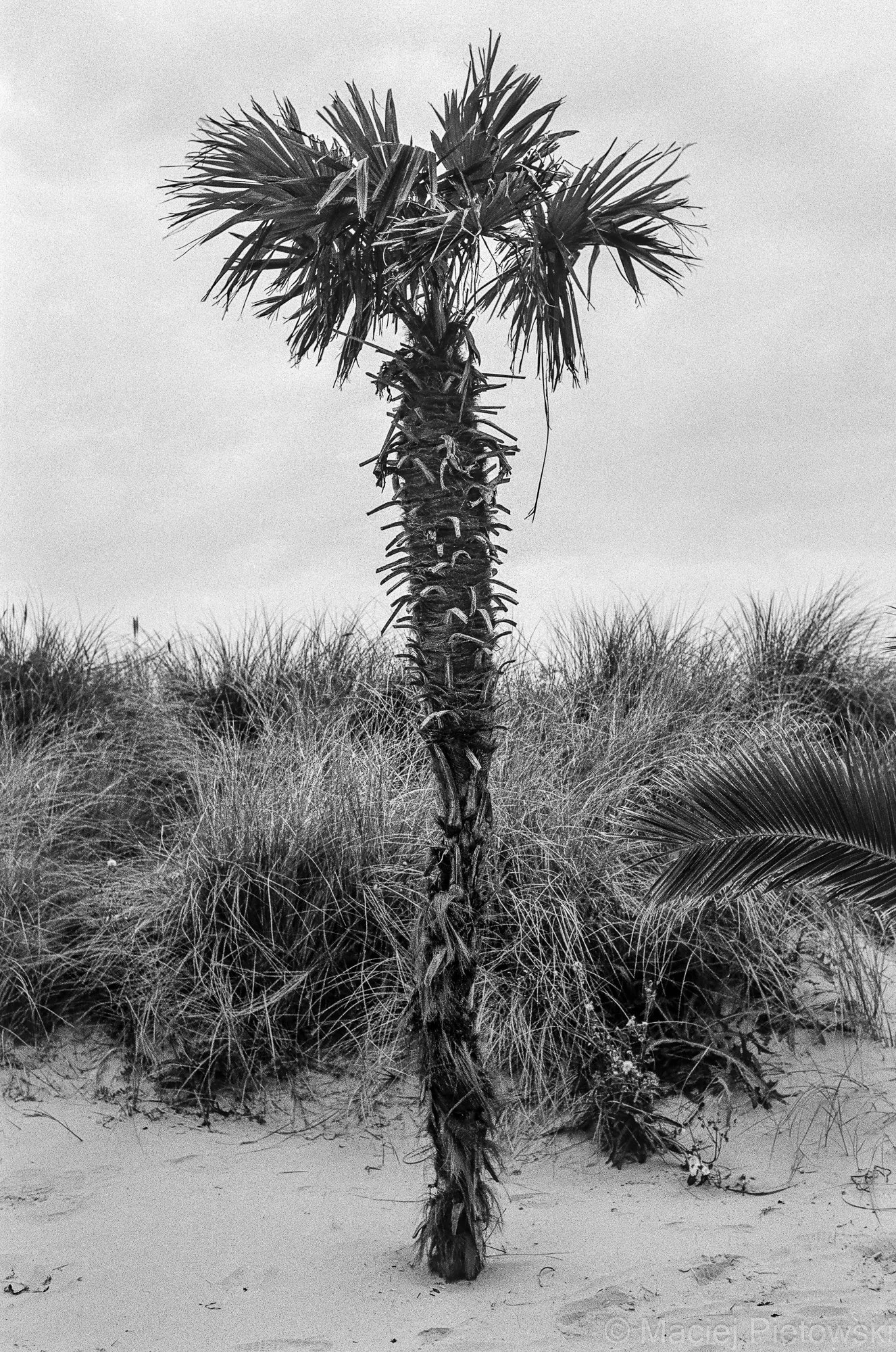 Black and white photo of a tall, slender palm tree with a thick trunk and large, spiky leaves, standing in a sandy landscape with dry, wispy grass.
