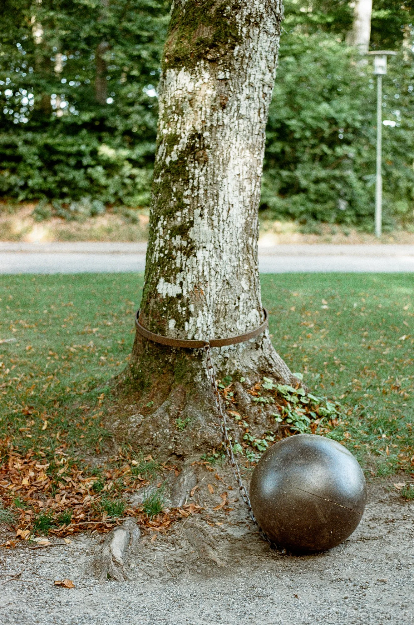 A large tree with a mounted barbell around its middle, a chain linked to a large metal ball, and a spherical weight resting on the ground nearby, in a park setting with grass, fallen leaves, and trees in the background.