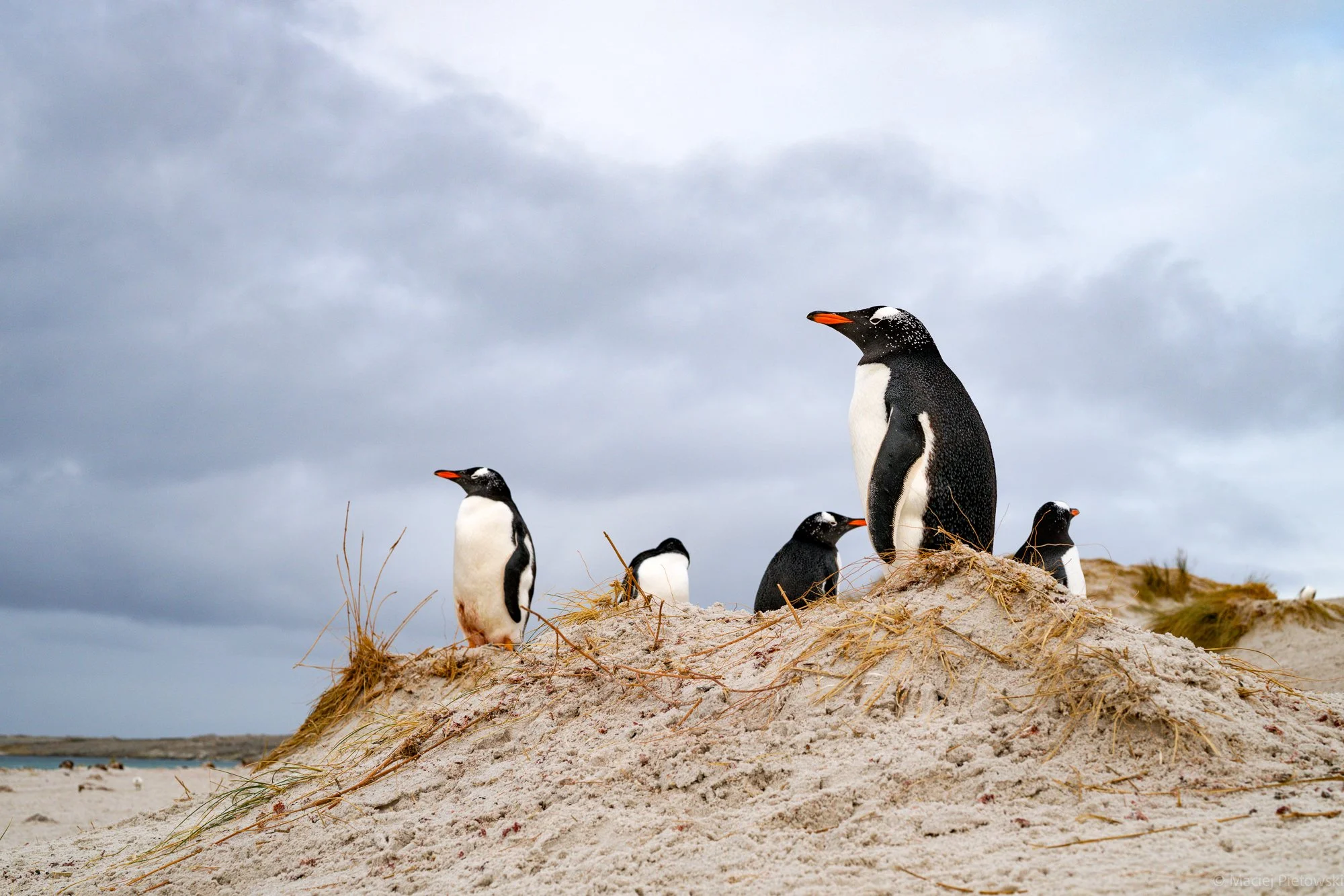 Group of penguins standing on a sandy mound with grass, against a cloudy sky background.