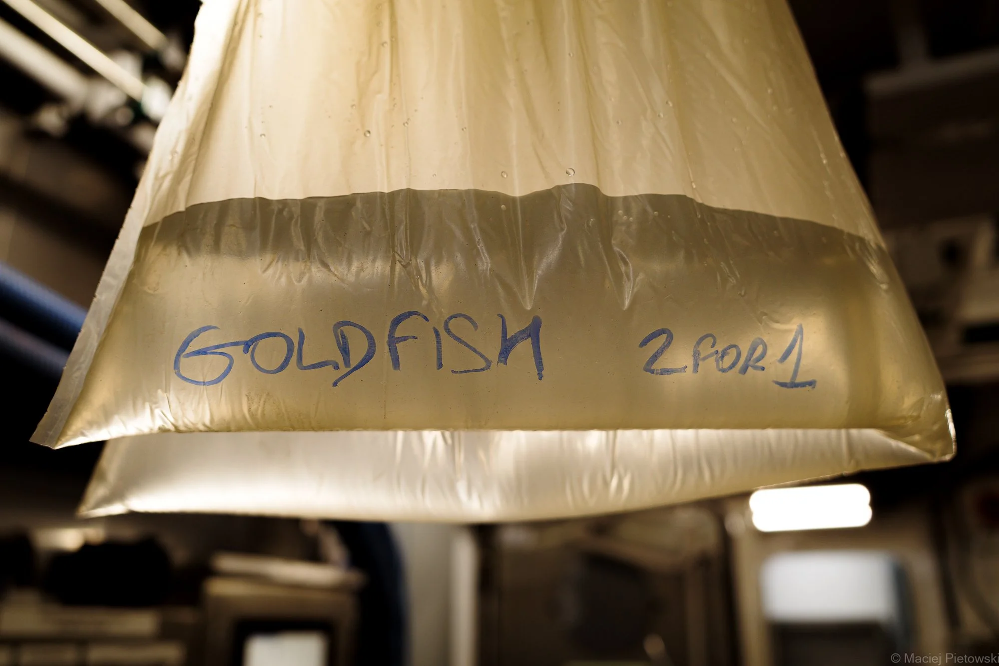 A block of yellow cheese labeled as "GOLDFISH 2 FOR 1."