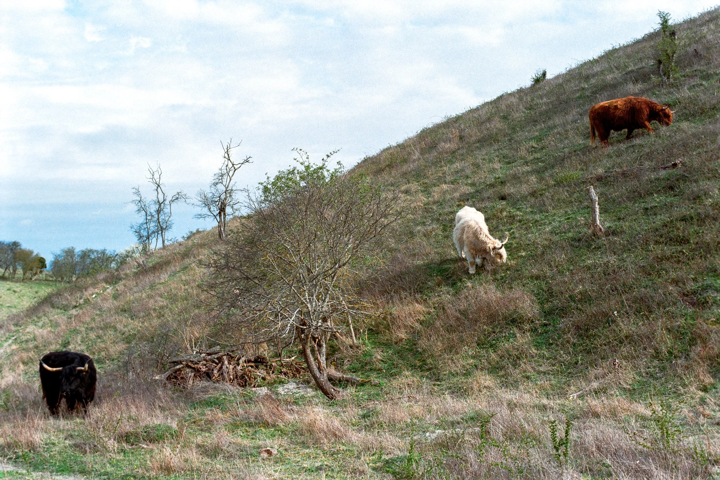 Pegsdon Hills and Hoo Bit, UK, Spring 2026