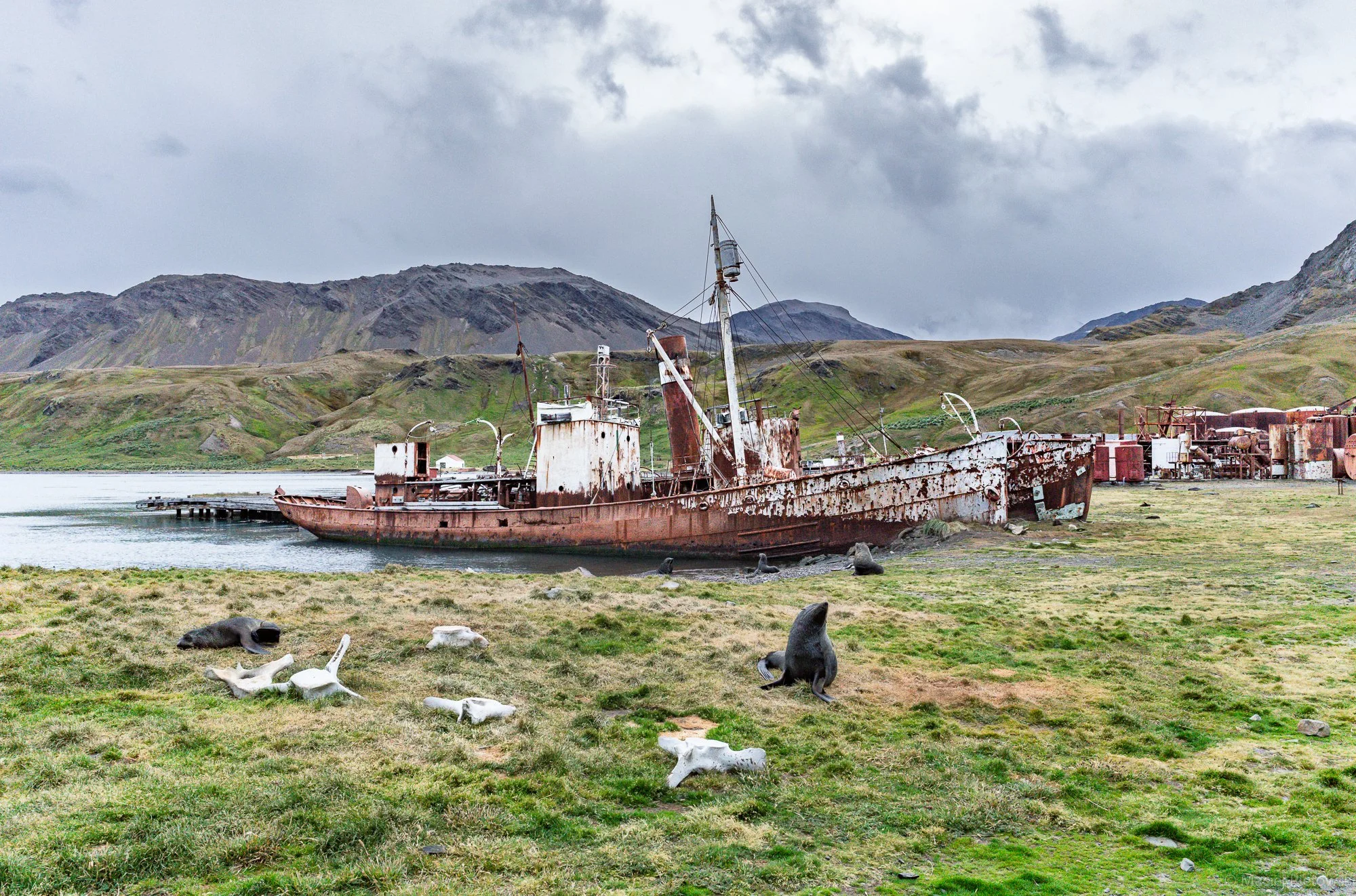 An abandoned rusted shipwreck on a grassy shore with goats in the foreground, mountains and cloudy sky in the background.