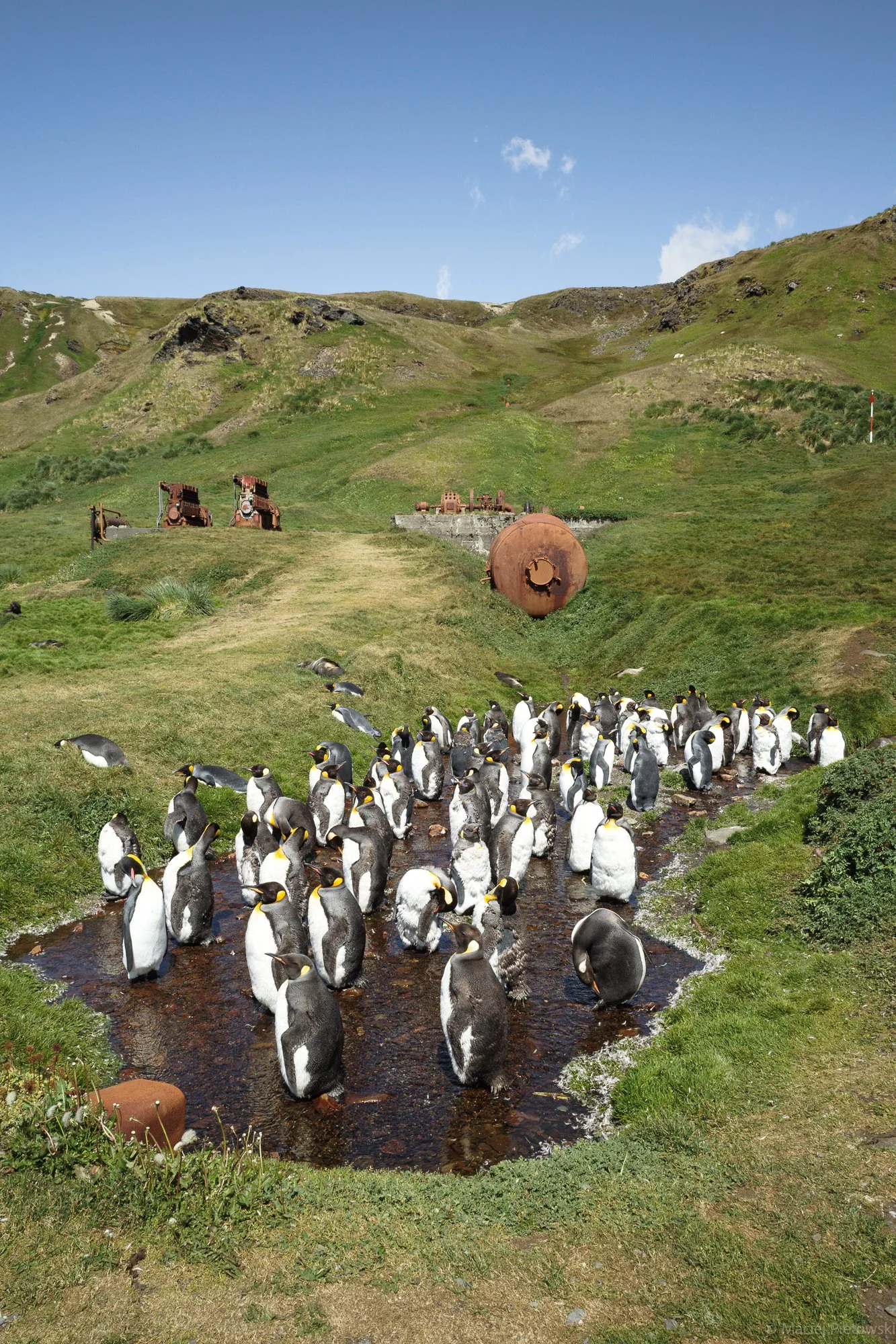 A large group of penguins walking through a small stream in a grassy area with rolling hills and old machinery in the background under a blue sky with a few clouds.