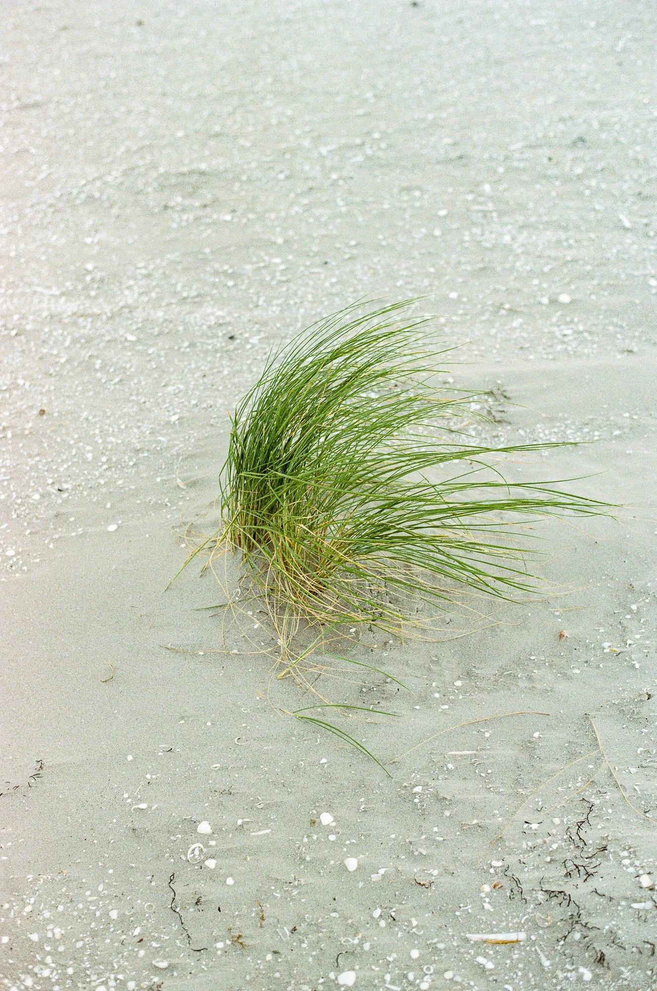 A small, green grass-like plant growing on light-colored sandy terrain with scattered shells and small twigs.