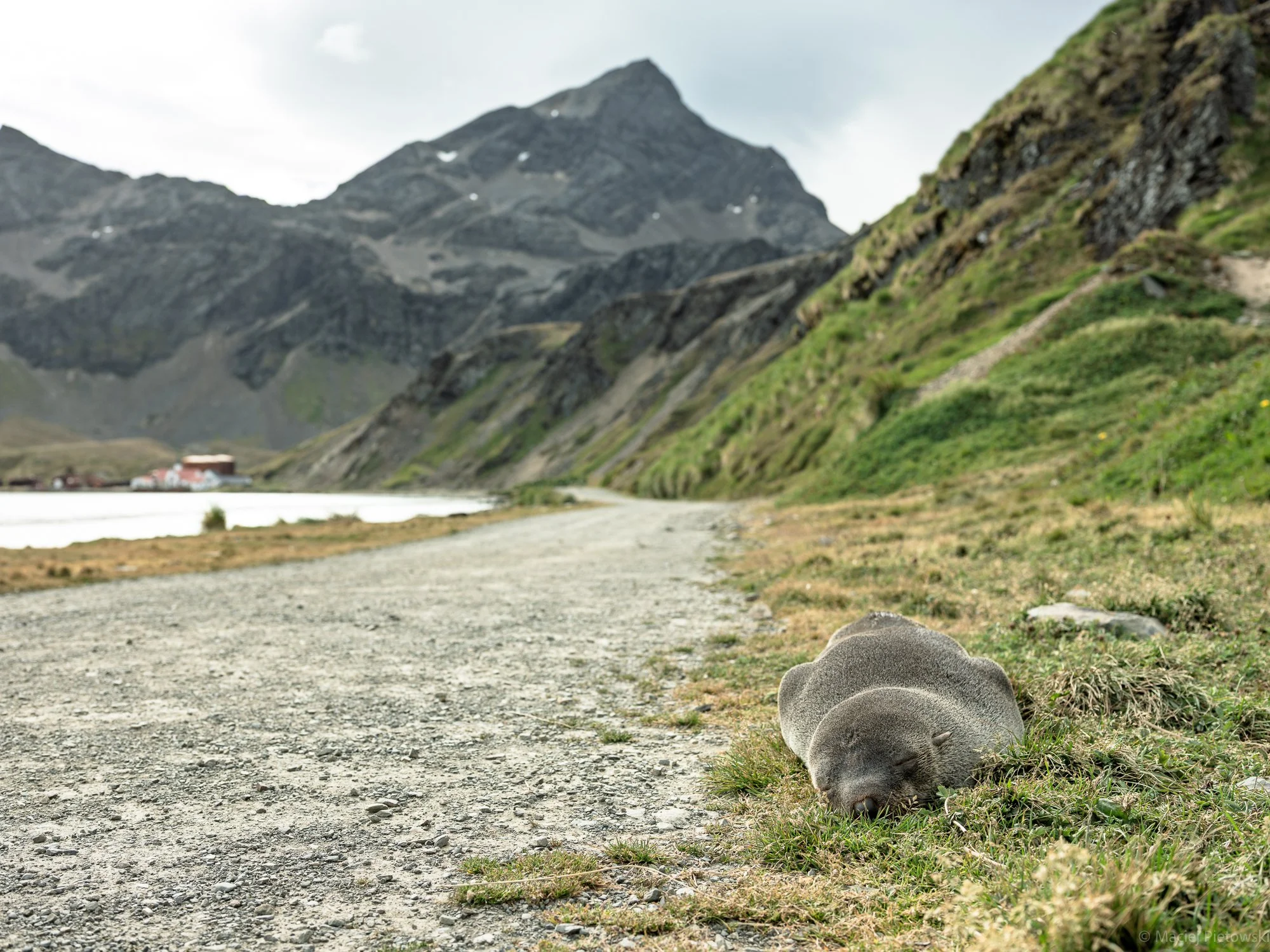 A gray sealed rock in the foreground, a gravel pathway beside it, with green grass and small plants, a calm water body, and tall rugged mountains in the background under a partly cloudy sky.