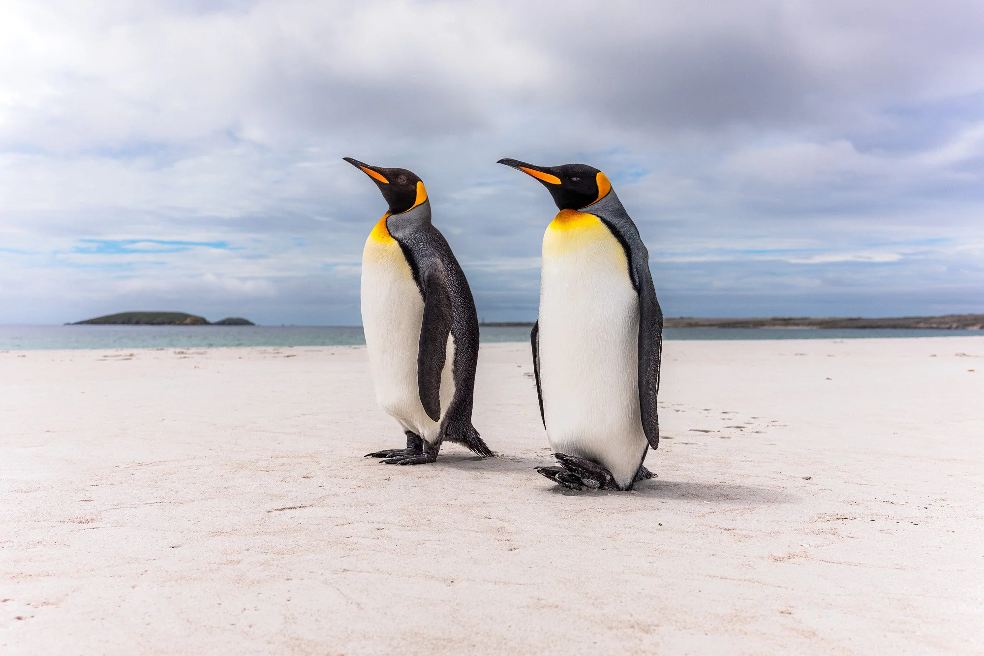 Two penguins standing on a sandy beach with water and an island in the background under a cloudy sky.