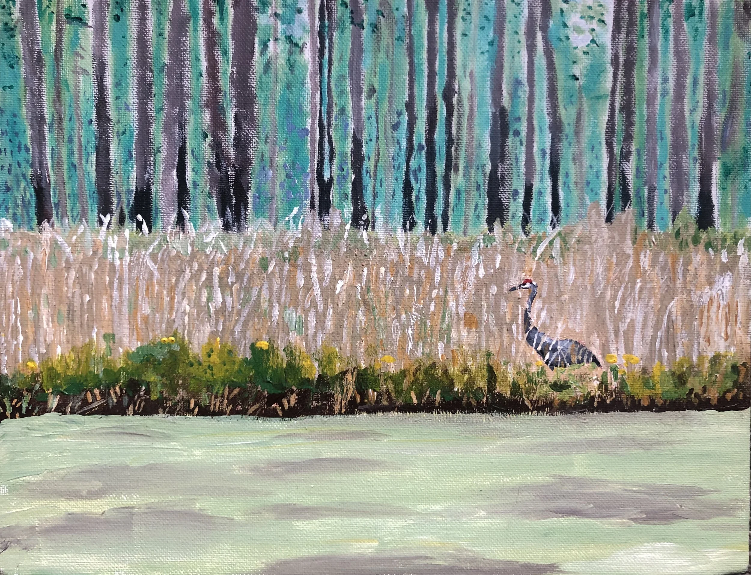 Mississippi Sandhill Crane, 2016