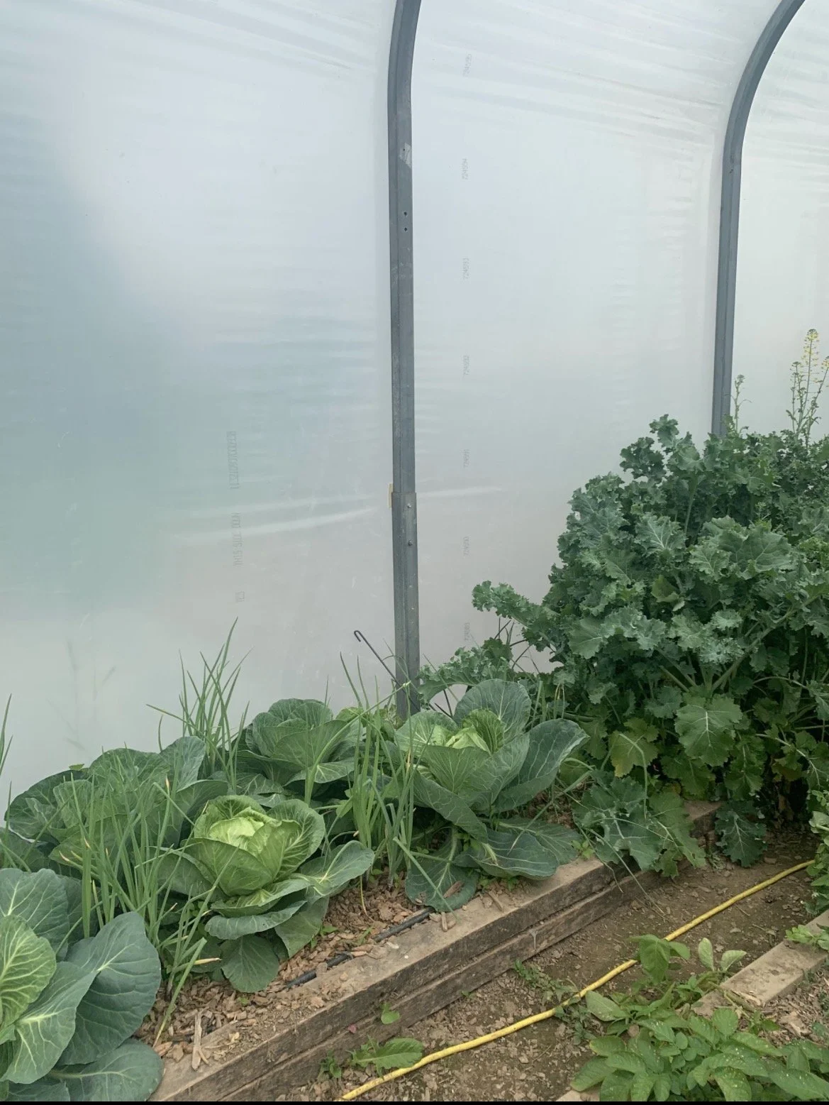Vegetable garden with leafy greens and plants growing inside a greenhouse with white plastic walls and metal Support structure.
