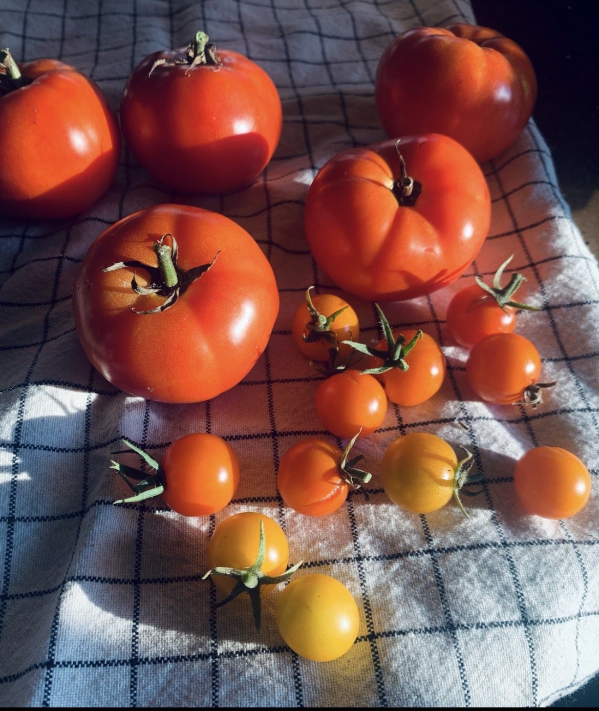A variety of ripe heirloom tomatoes of different sizes and colors, including red, orange, and yellow, arranged on a checkered cloth with sunlight and shadows.