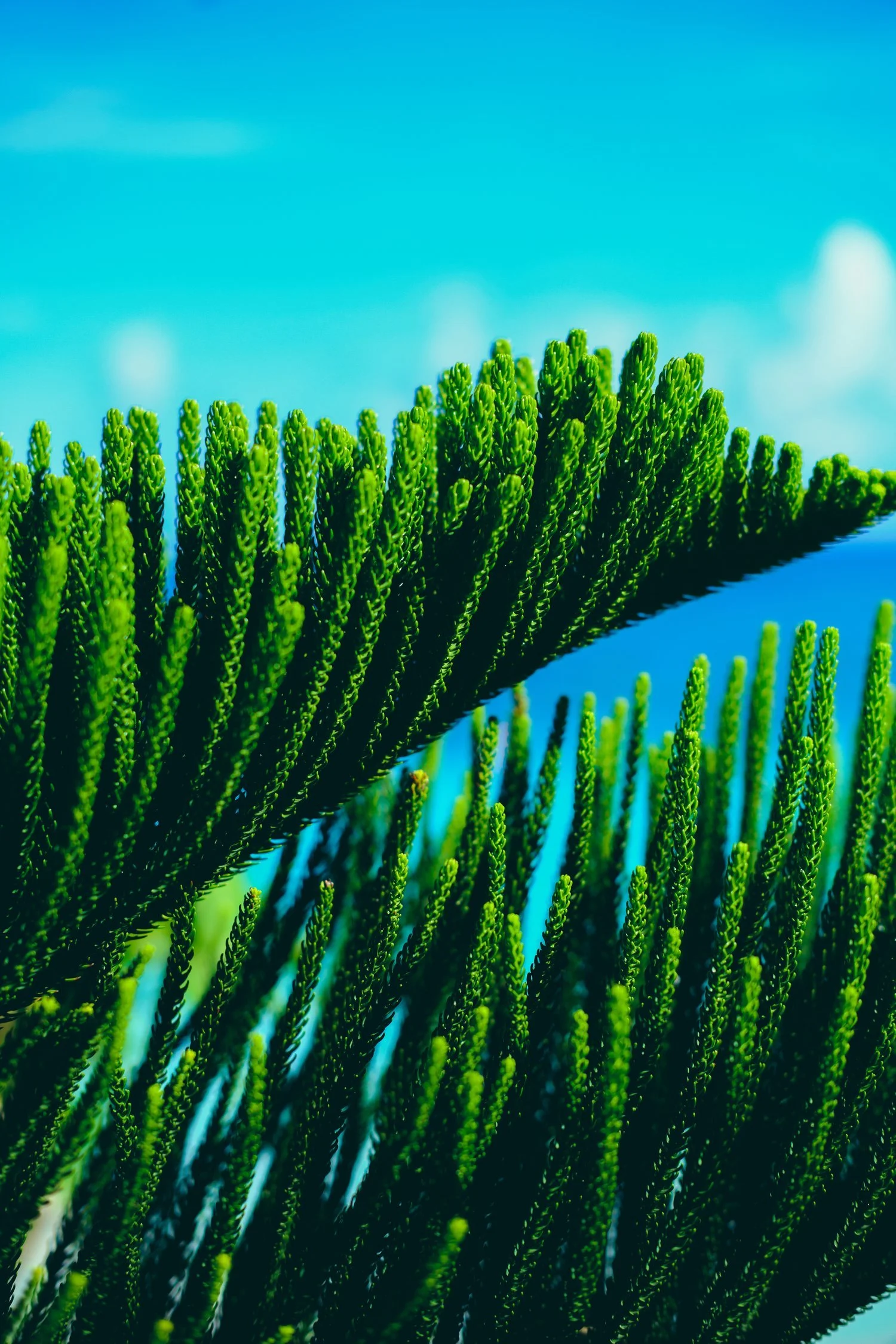 Close-up of green cactus with elongated, cylindrical pads against a blue sky.