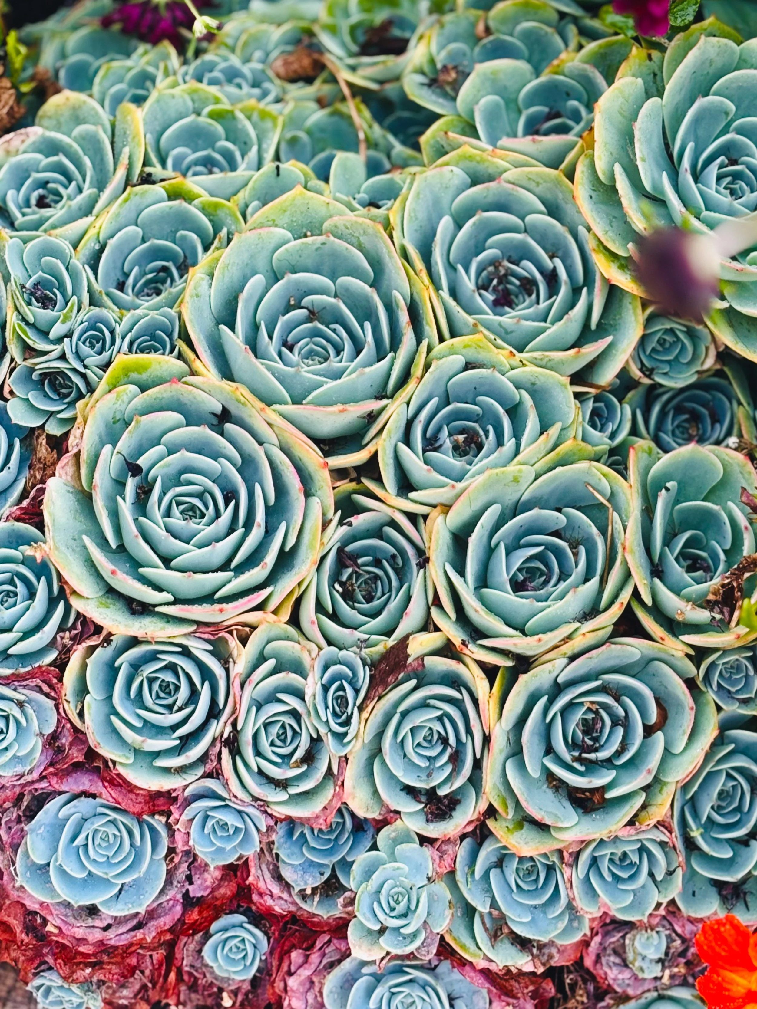 Close-up of a cluster of blue-green succulents with rosette-shaped leaves, some with hints of pink and yellow edges.