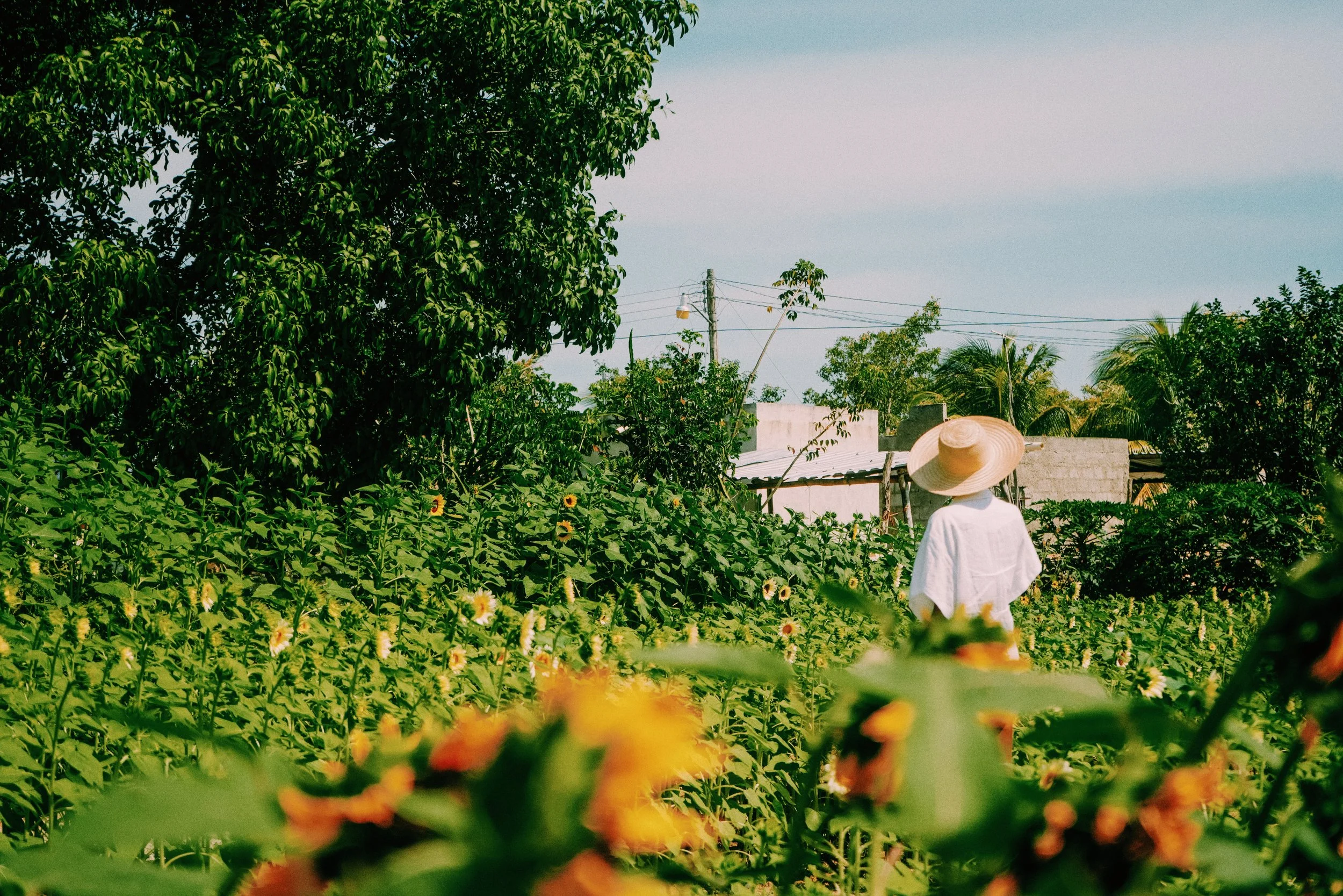 A person wearing a white shirt and a wide-brimmed straw hat walking through a garden with sunflower plants and lush green trees in the background, under a blue sky.
