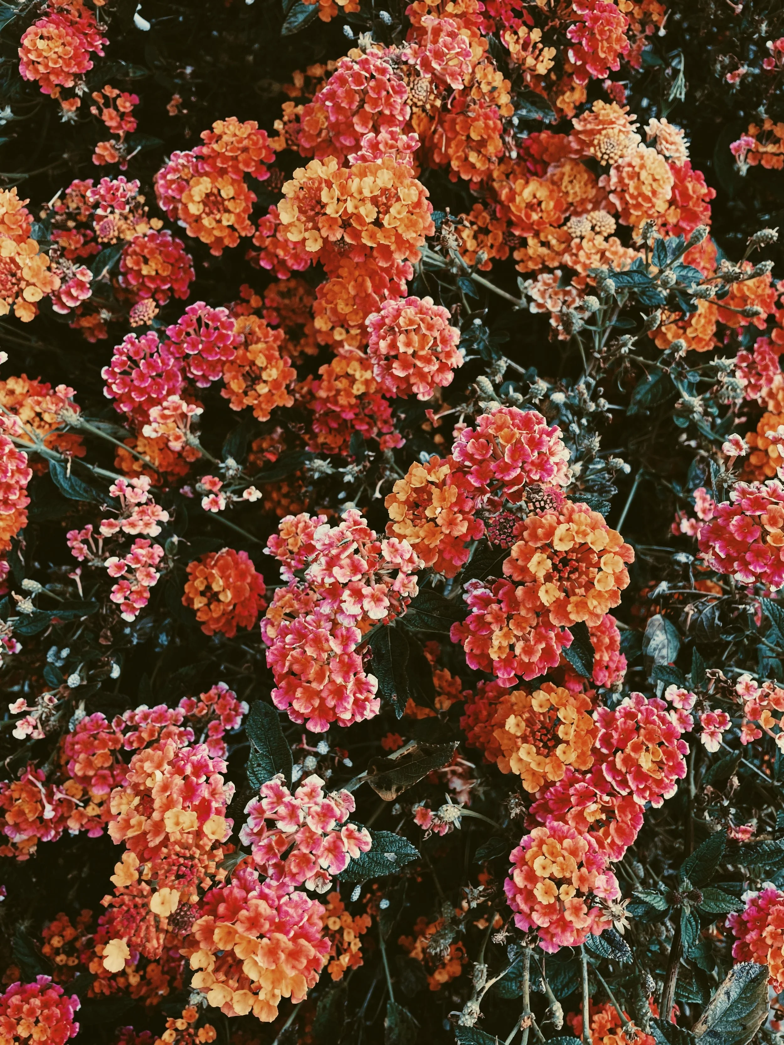 Clusters of vibrant orange and pink flowers with dark green leaves.