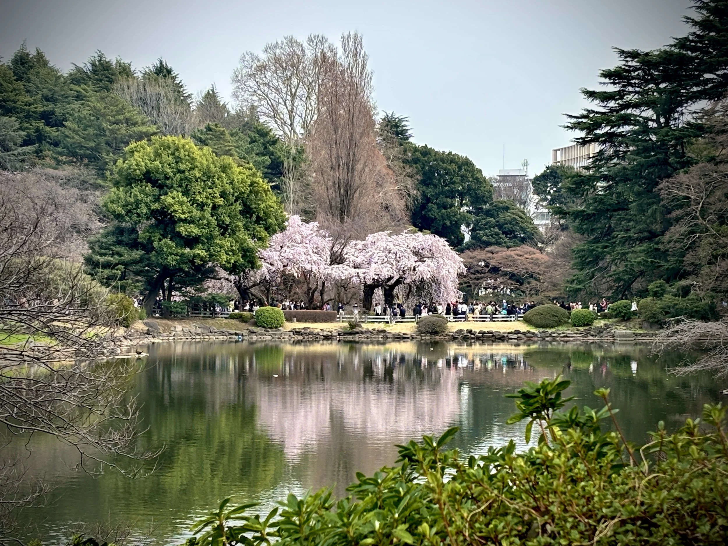 A park with a pond in the foreground, surrounded by green trees, some cherry blossoms, and a crowd of people walking and sitting in the background.