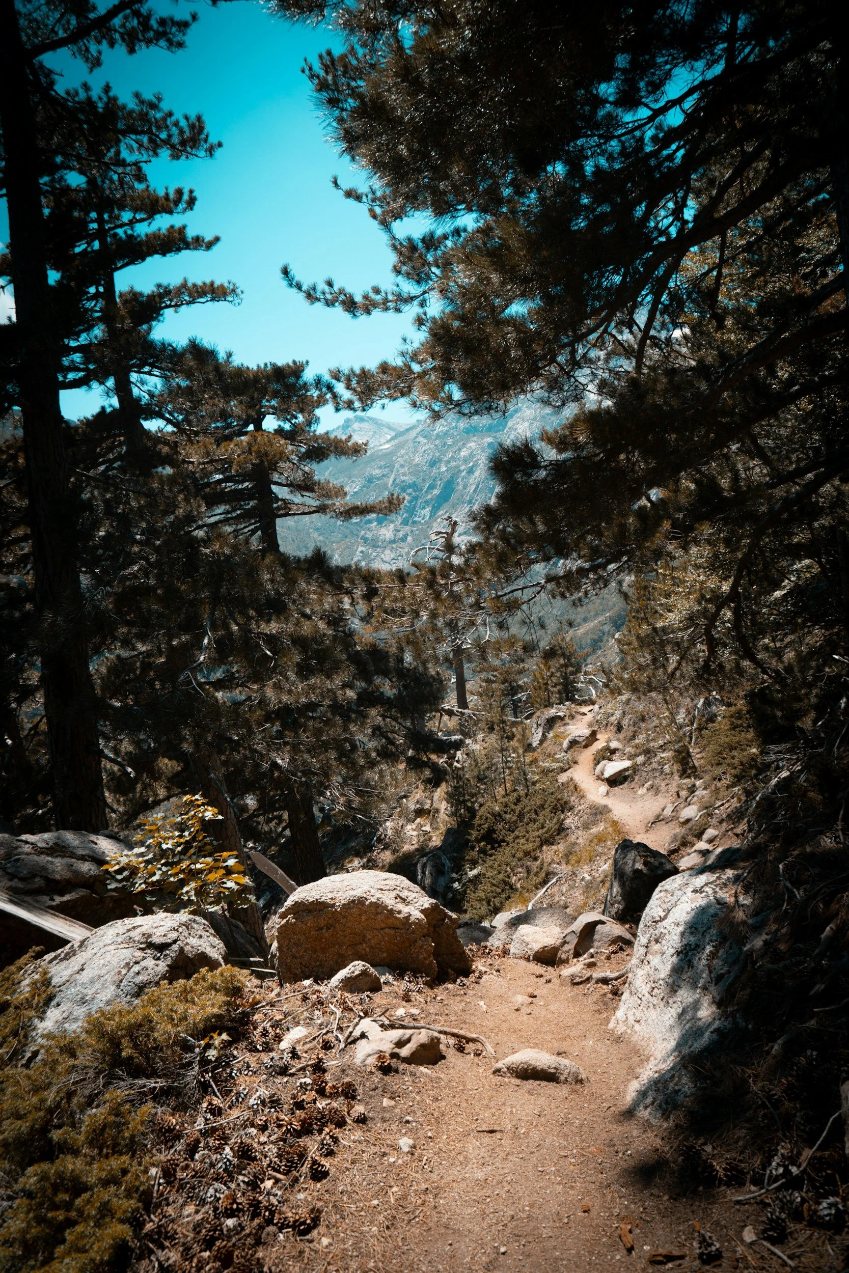 A mountain trail surrounded by large rocks, pine trees, and dry vegetation, with a view of mountains and a bright blue sky in the background.