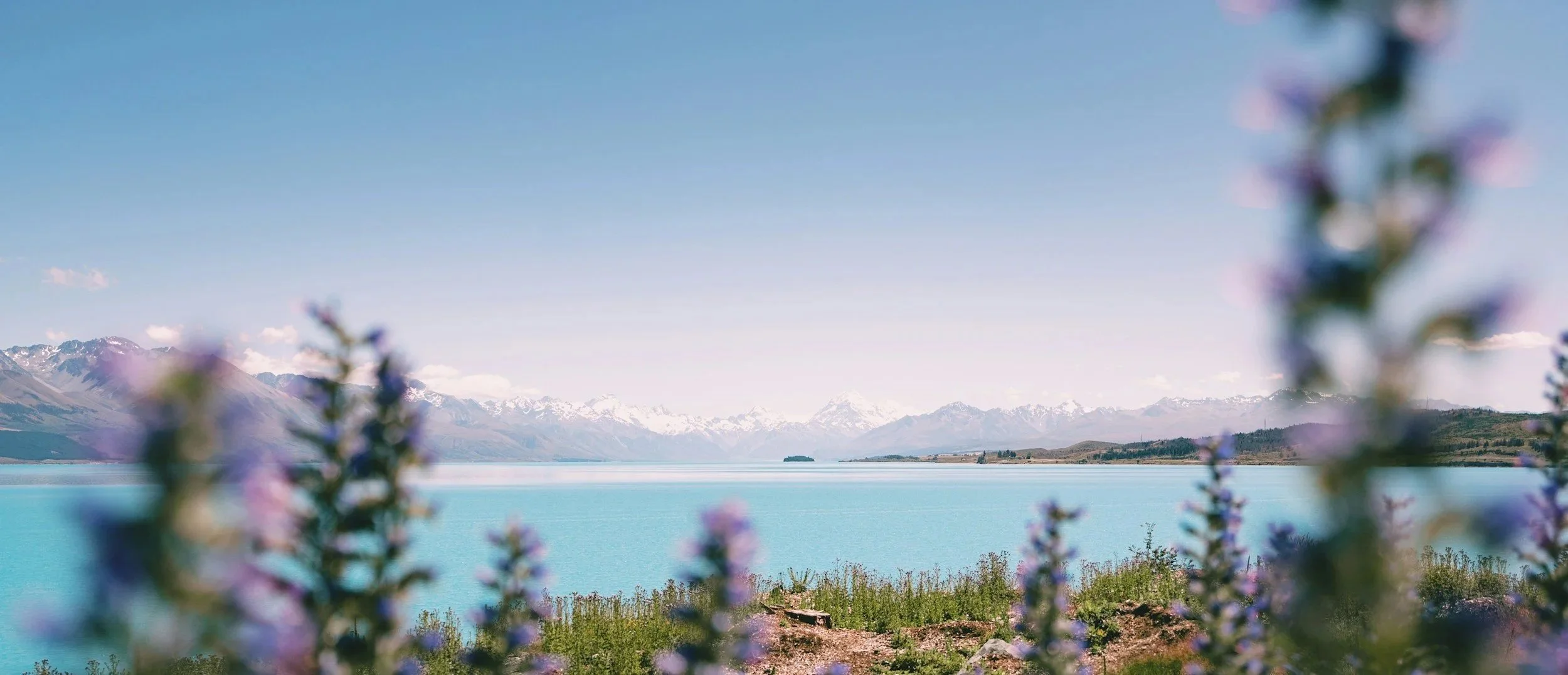 Blurred purple flowers in the foreground with a lake, snow-capped mountains, and blue sky in the background.