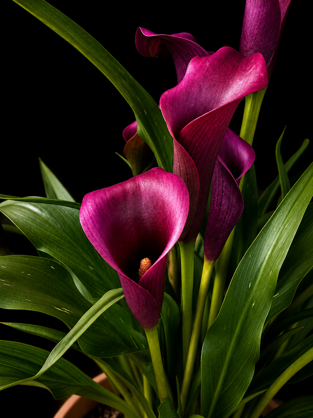 Velvet Calla Nocturne.PNG