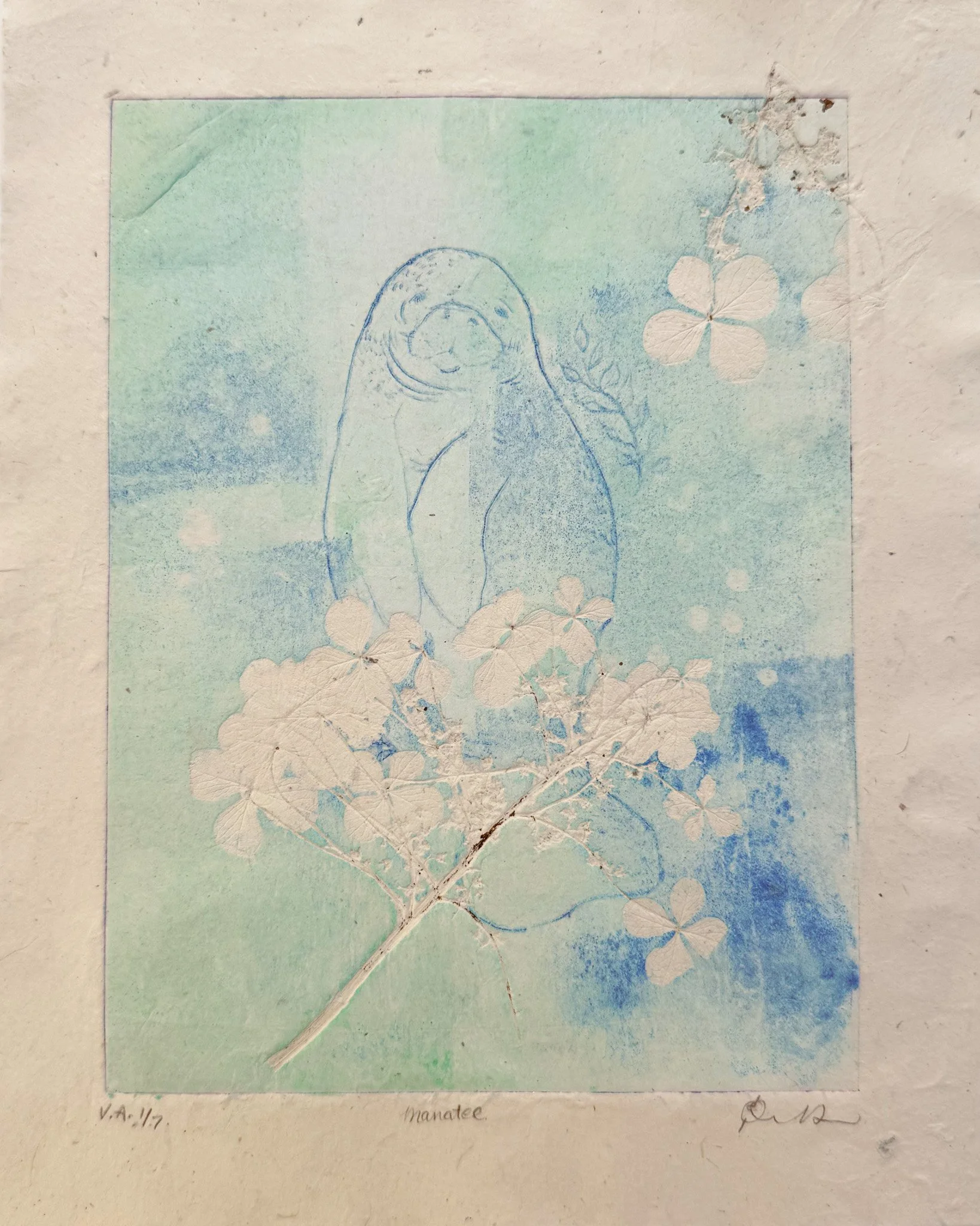 "Manatee" drypoint / monoprint 8x10" 2025 v.2