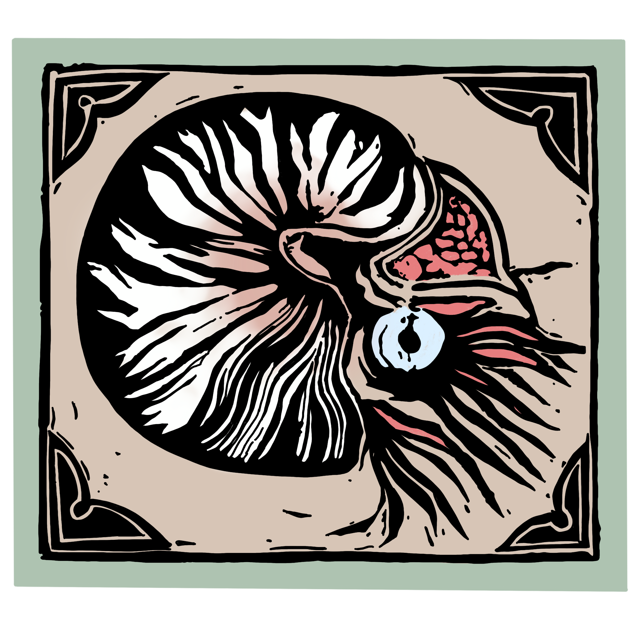 Nautilus.matte.png