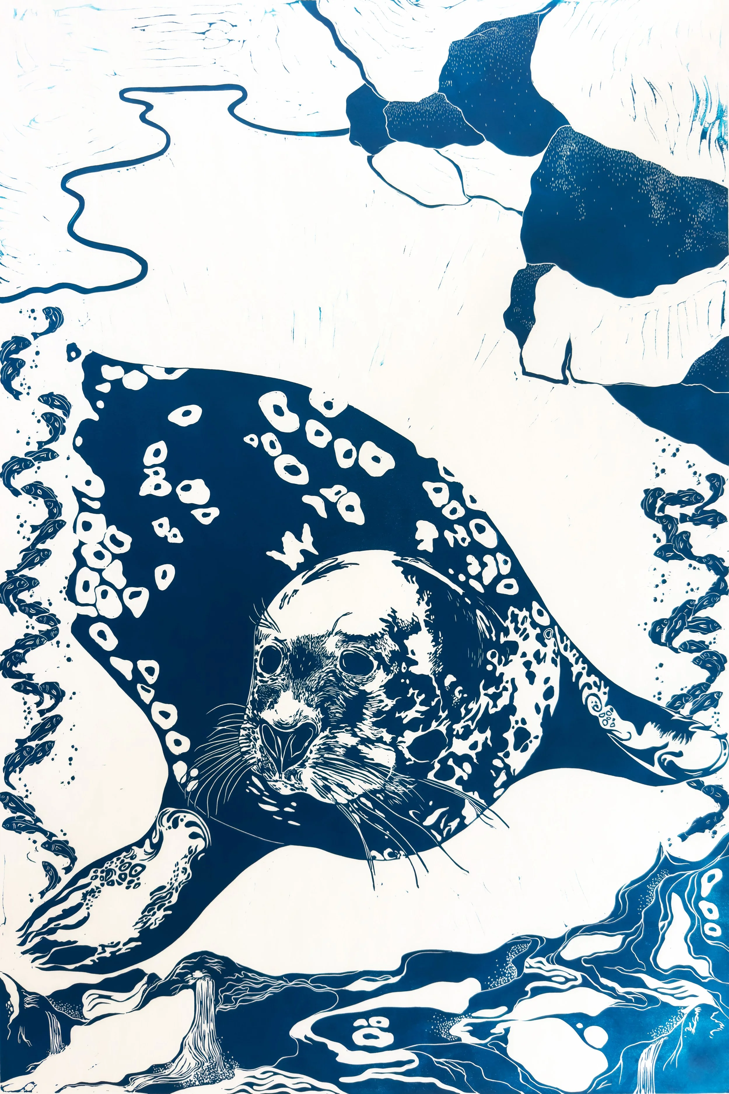 “Harbor Seal” 24x36” linocut on Mulberry paper, 2026