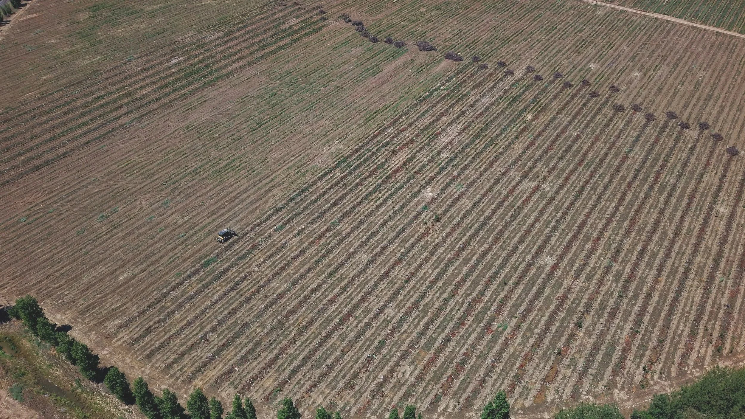 Caterpillar D5 dozer raking removed vines into piles for off haul or burn piles. Vineyard Removal Colusa County