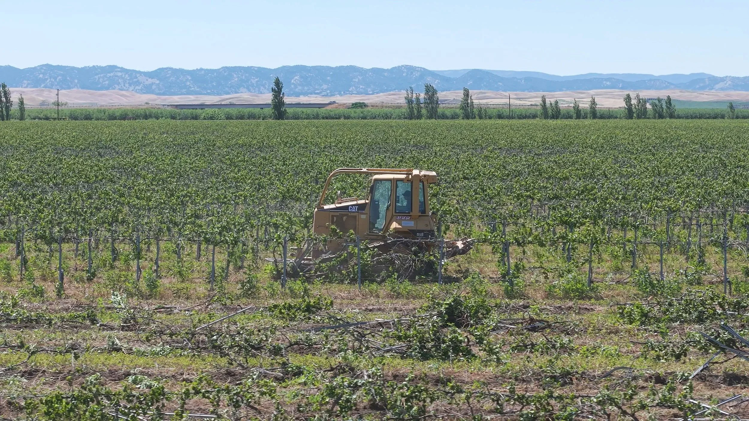 A vineyard or agricultural field with rows of grapevines and a large yellow tractor in the foreground, set against a backdrop of mountains and a clear blue sky.