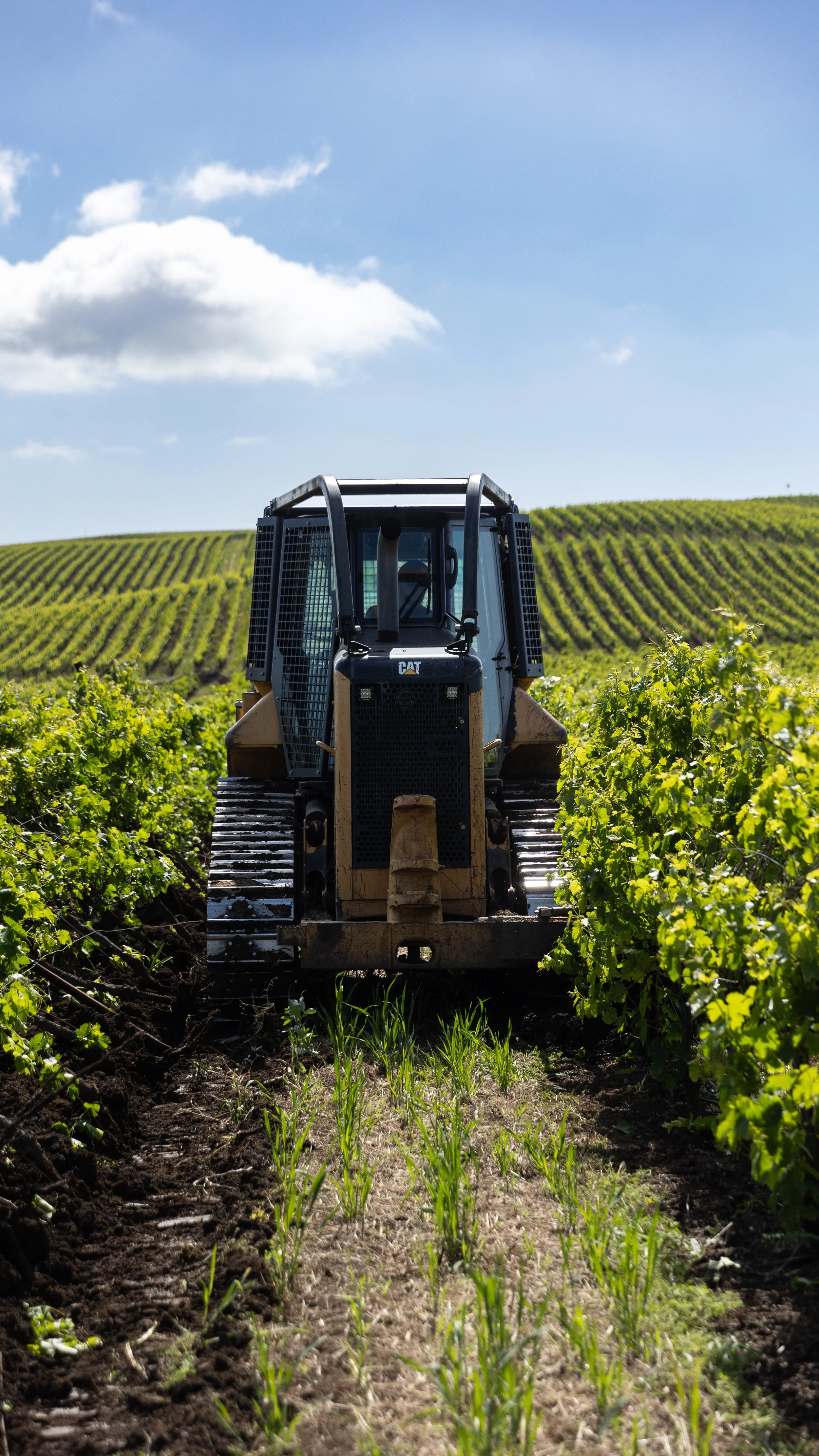 A bulldozer working in a vineyard, with rows of grapevines on either side and a blue sky with scattered clouds overhead.