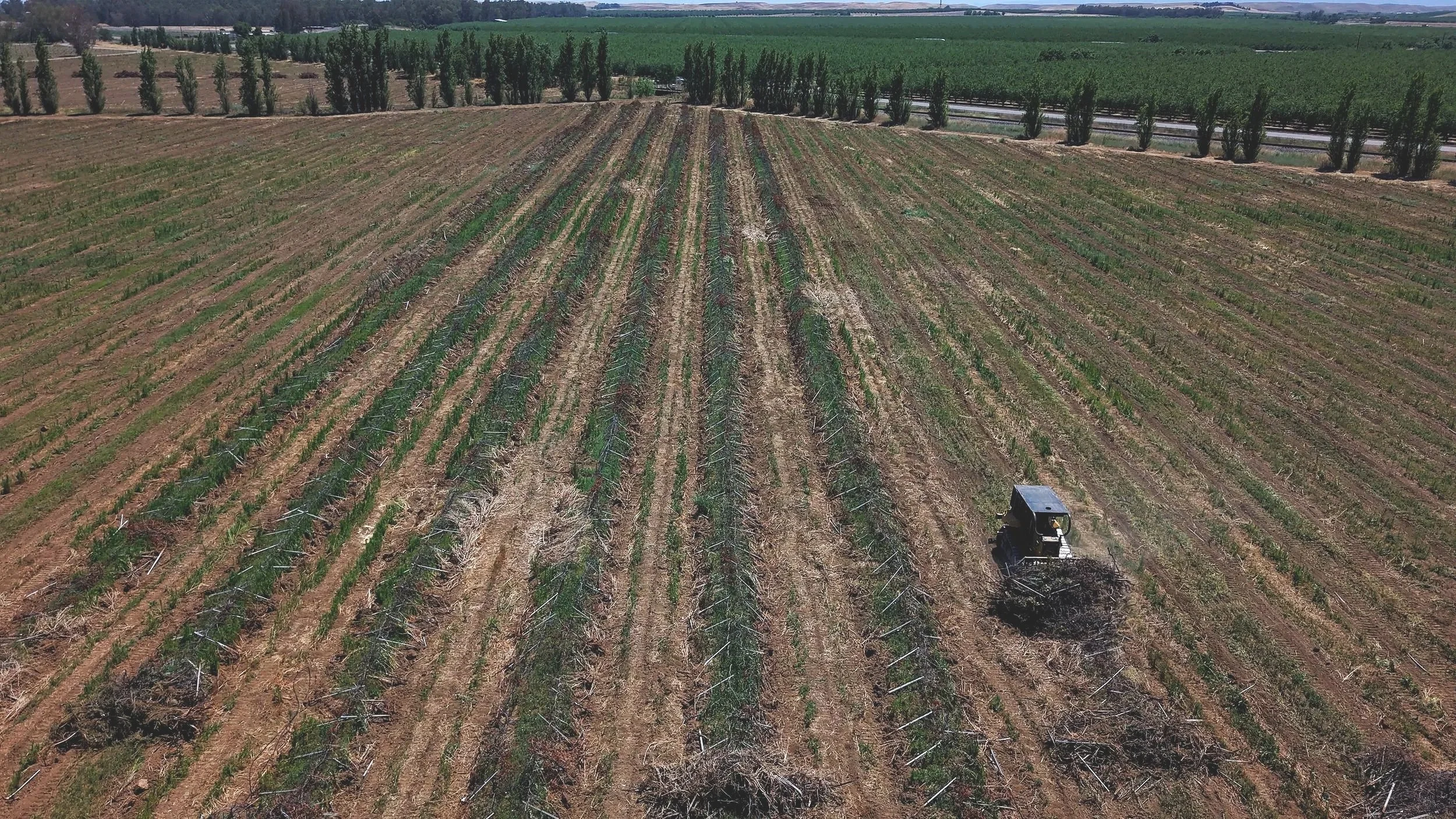 Caterpillar D5 dozer raking removed vines into piles for off haul or burn piles. Vineyard Removal Colusa County