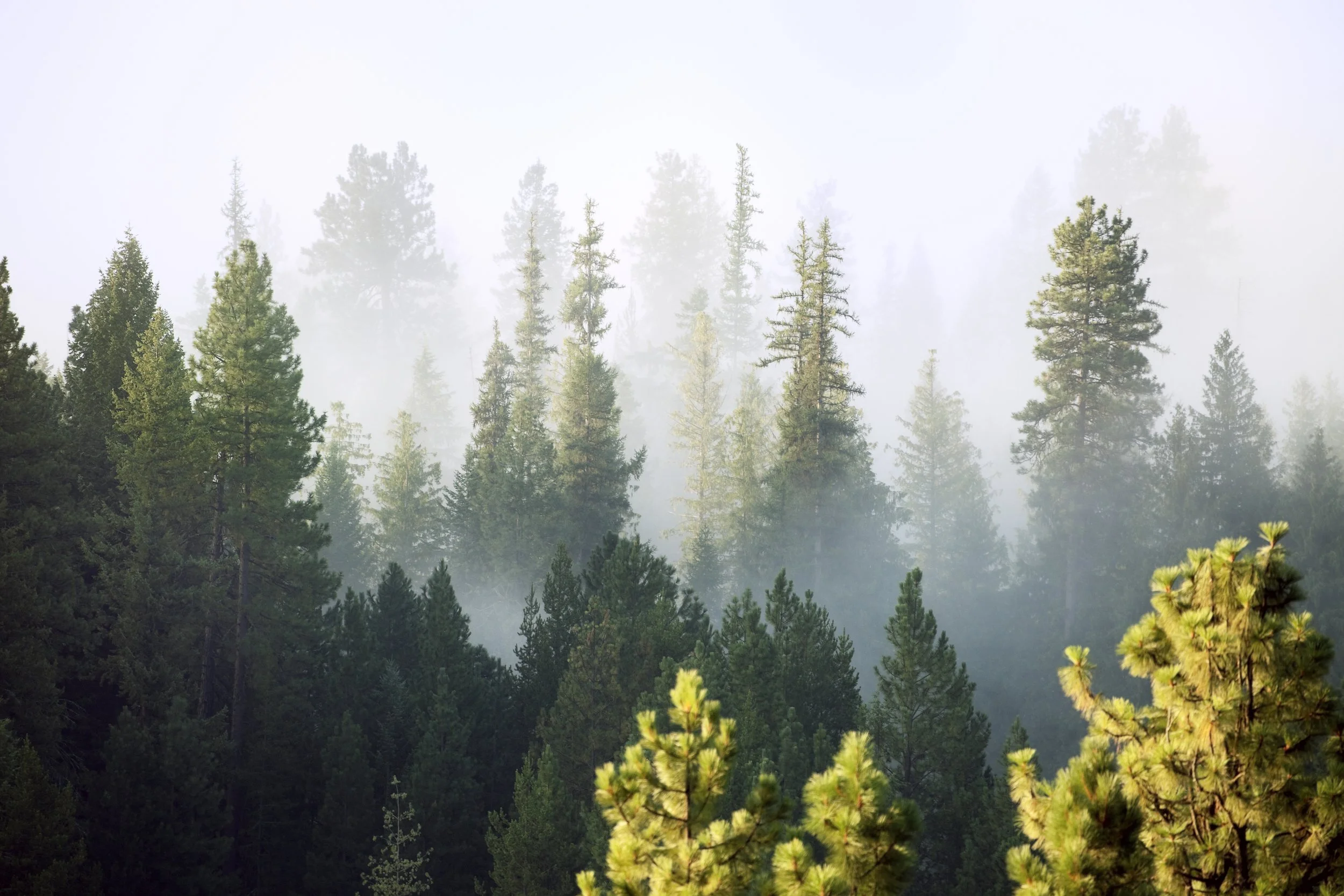 Misty morning light filtering through Pacific Northwest evergreen forest — EMDR Resource Center Portland Oregon