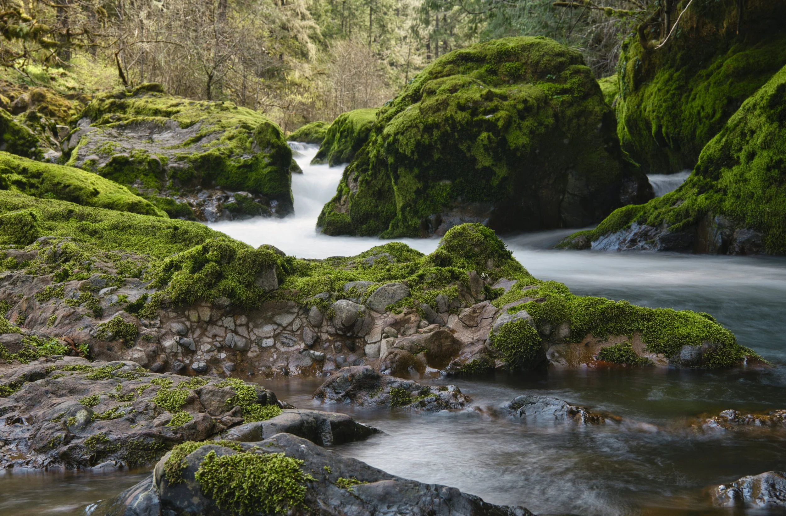 Forest stream with moss-covered rocks linking to EMDR Consultation for clinicians.