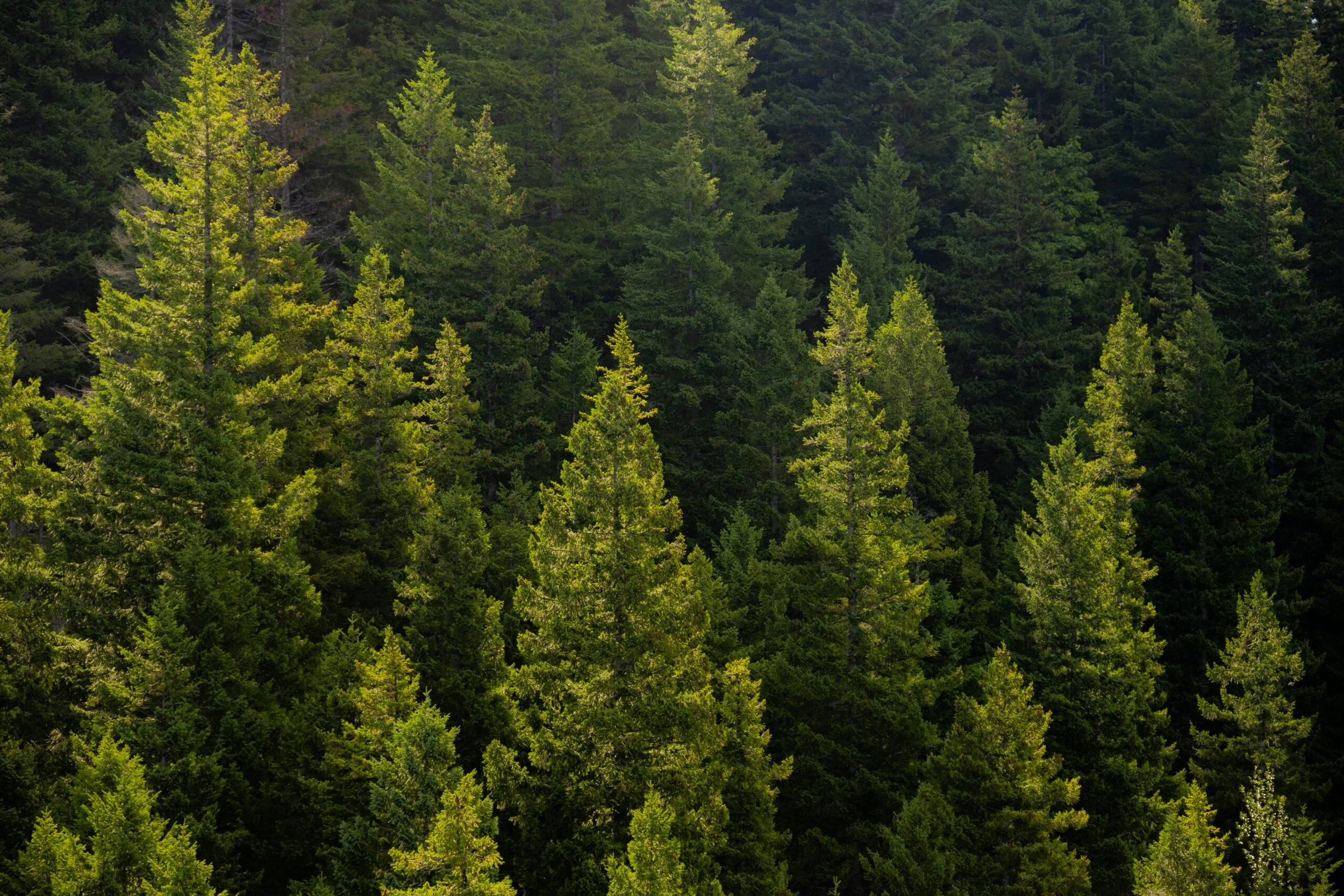 Evergreen forest linking to EMDR Basic Training for mental health clinicians.