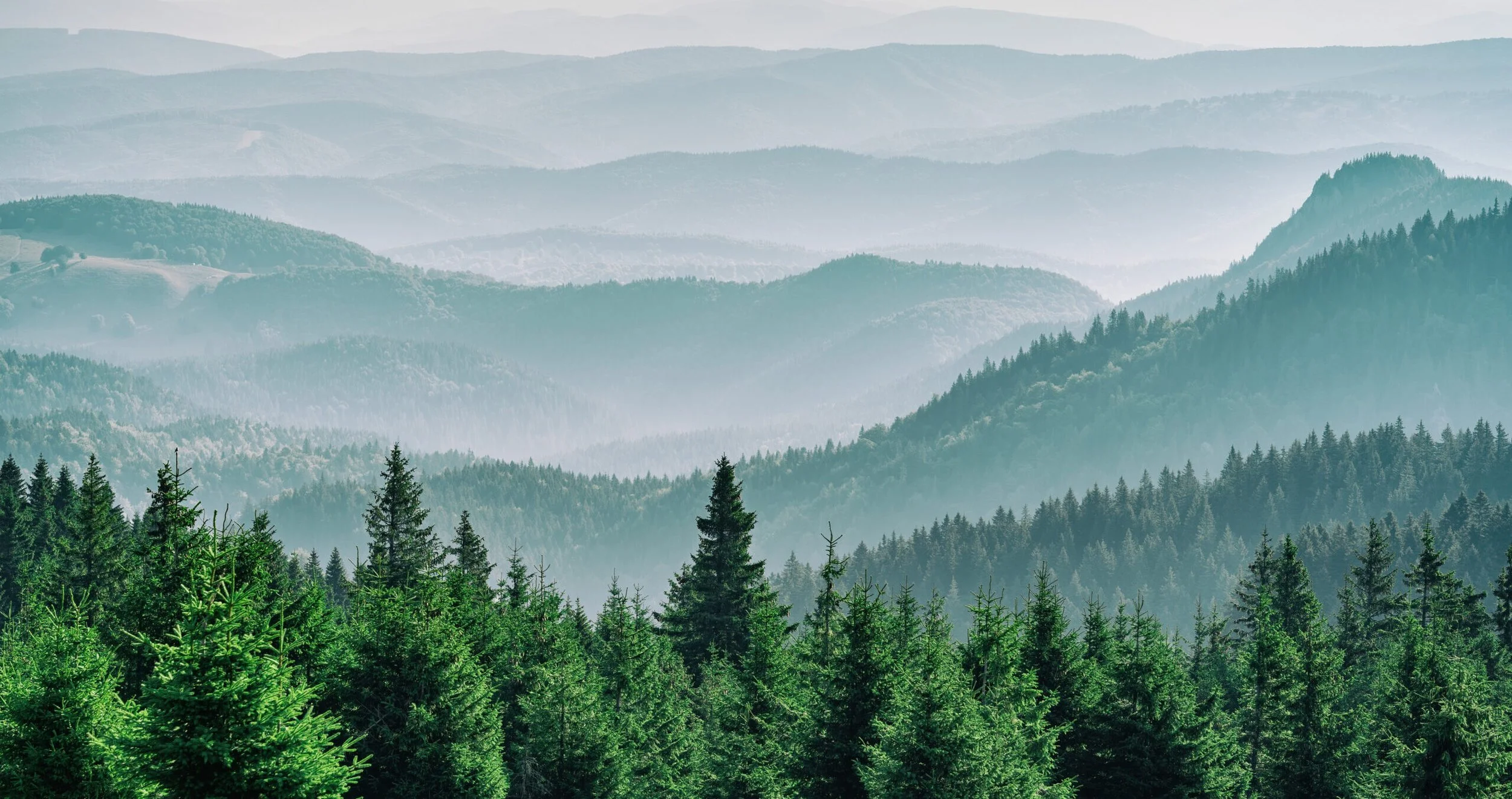 Misty Oregon mountain forest representing full EMDR training scholarships for eligible Oregon clinicians.