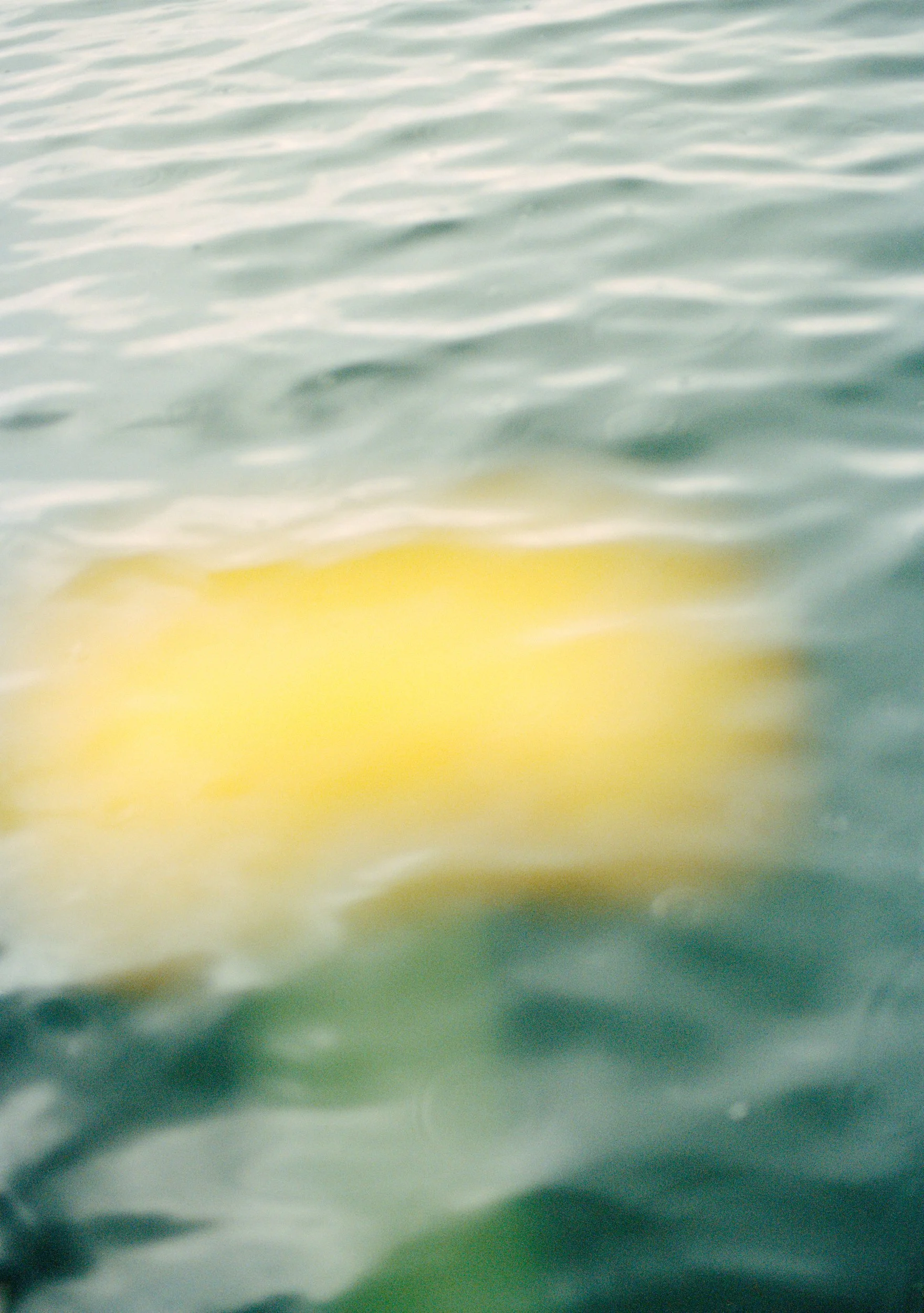 Blurred image of yellow fish swimming in water.