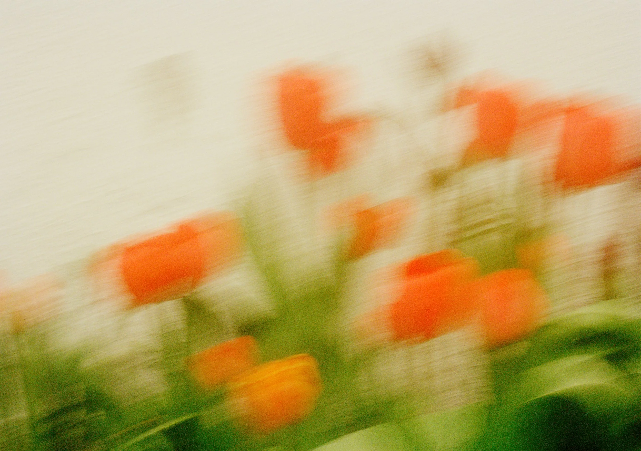 Blurred image of orange tulips with green leaves against a light background.