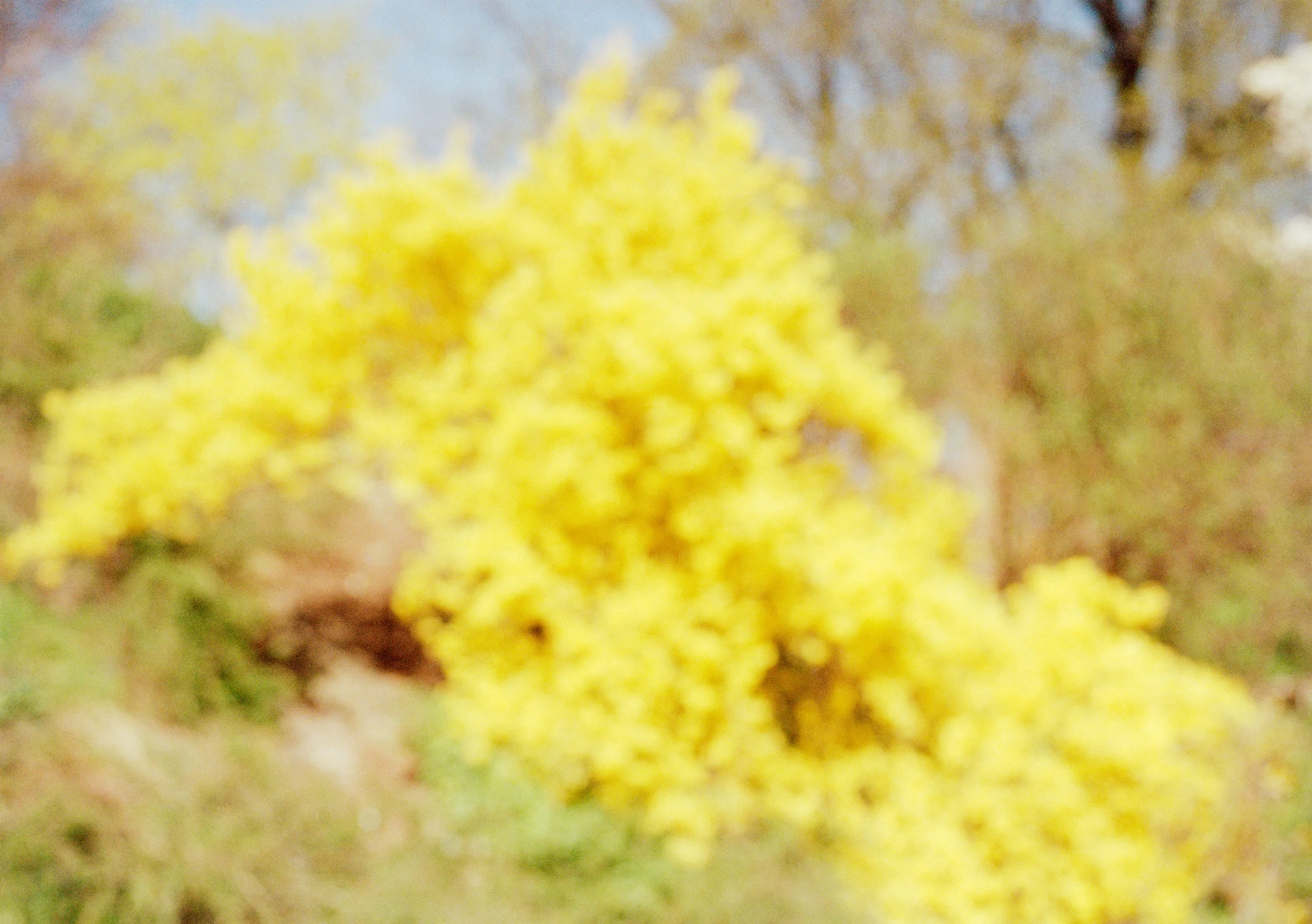 Blurred image of yellow flowers or shrubbery outdoors with trees in the background.
