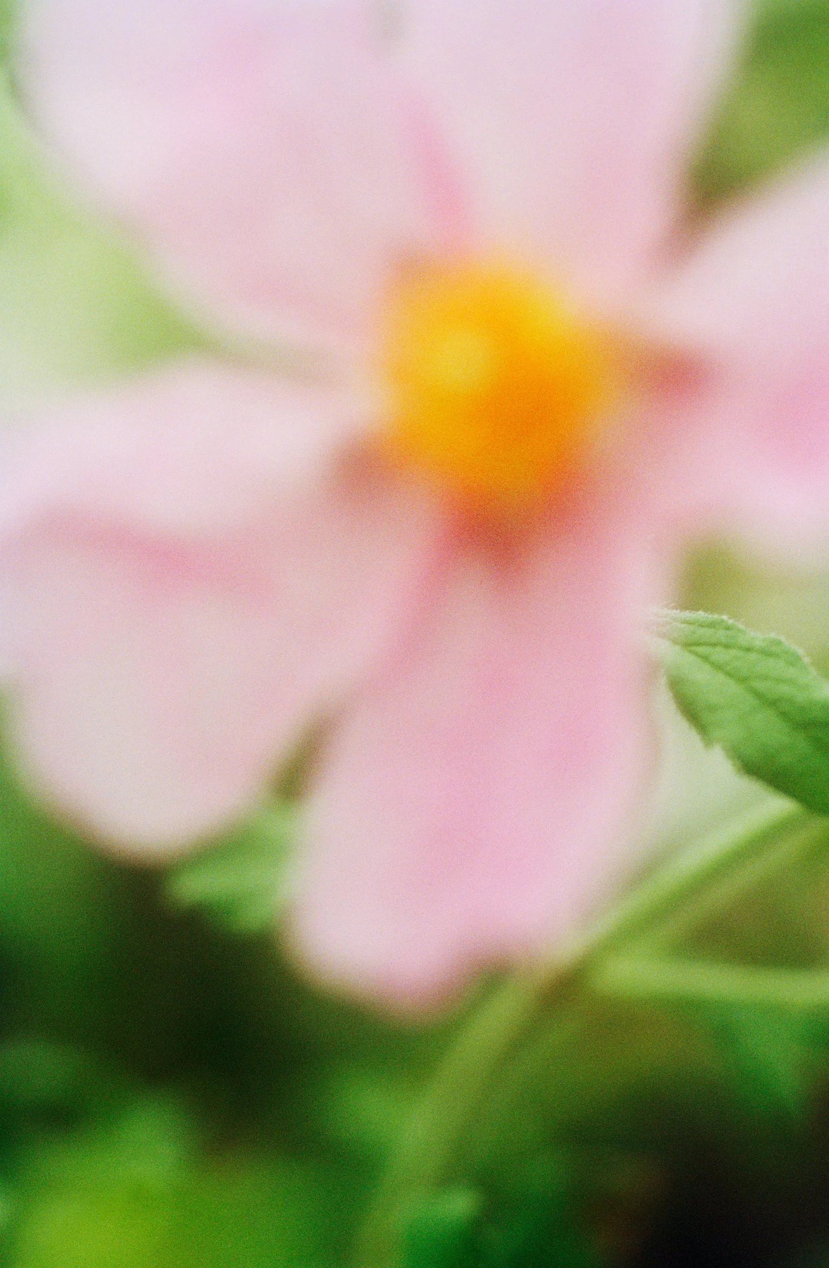 Close-up of a pink flower with a yellow center surrounded by green leaves, out of focus.