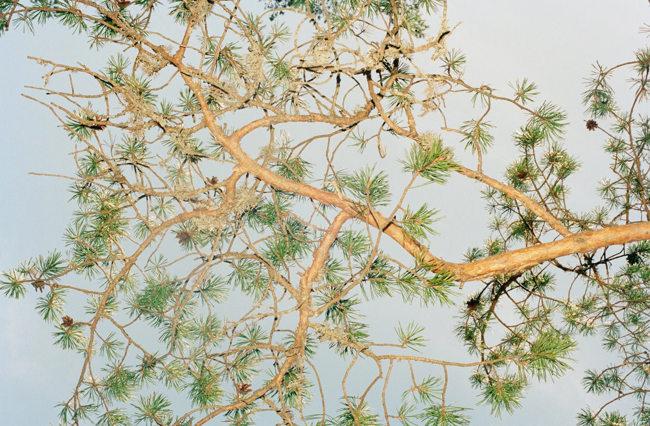 Close-up view of pine tree branches with green needles and some pine cones against a pale sky.