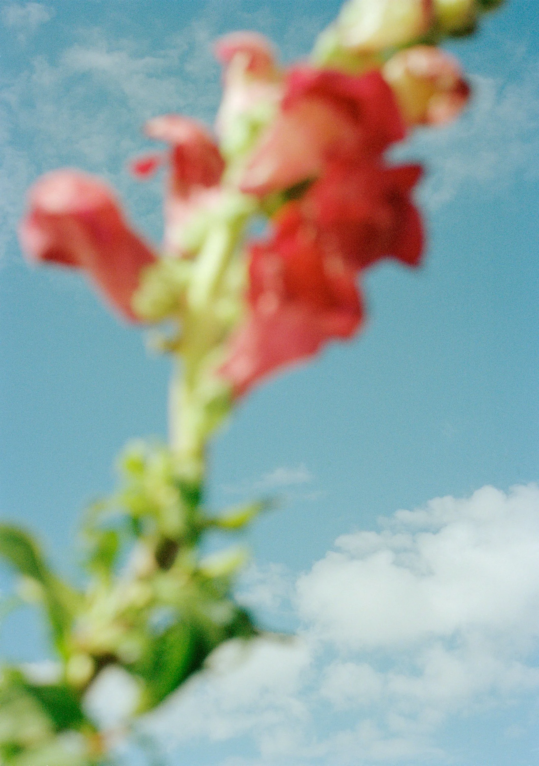 Close-up of a tall red and green flowering plant against a bright blue sky with scattered white clouds.