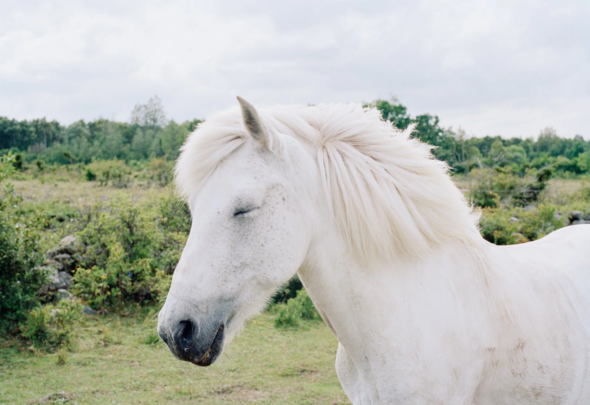 hindafahre_horse.jpg